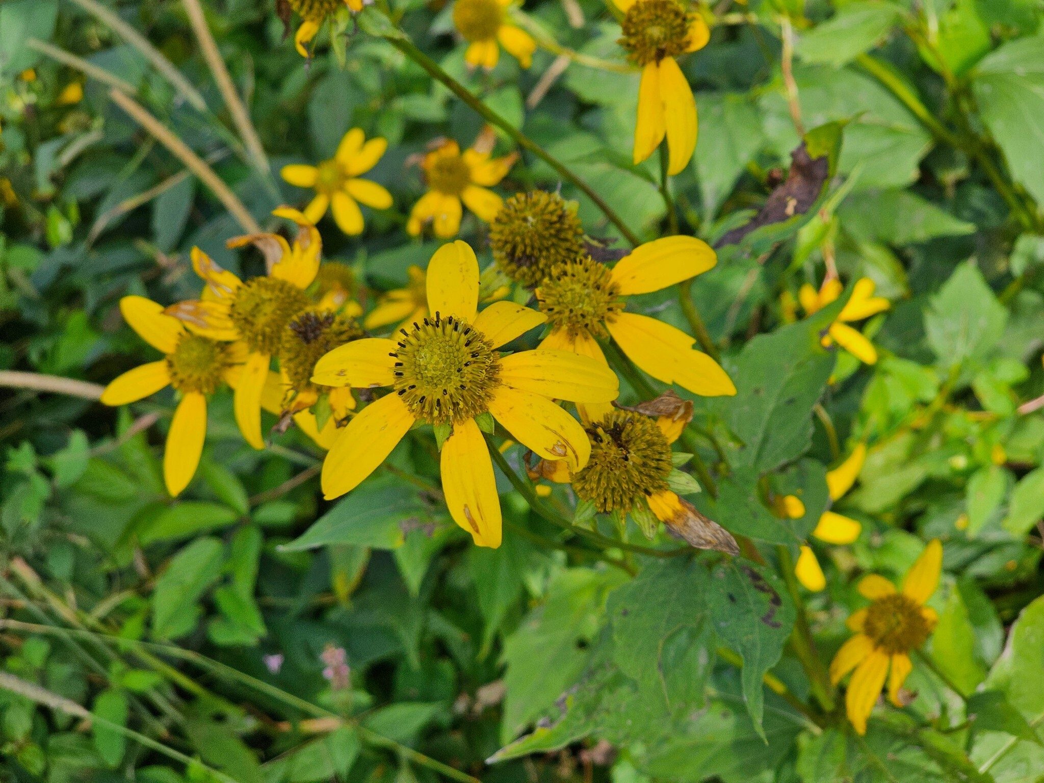 These Cutleaf Coneflowers were at our trailhead and dominated the roadside of the Parkway.