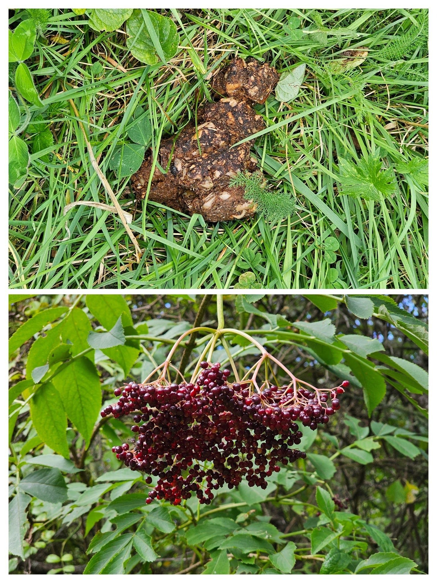 Plenty of Elderberries that the bears seem to be enjoying.