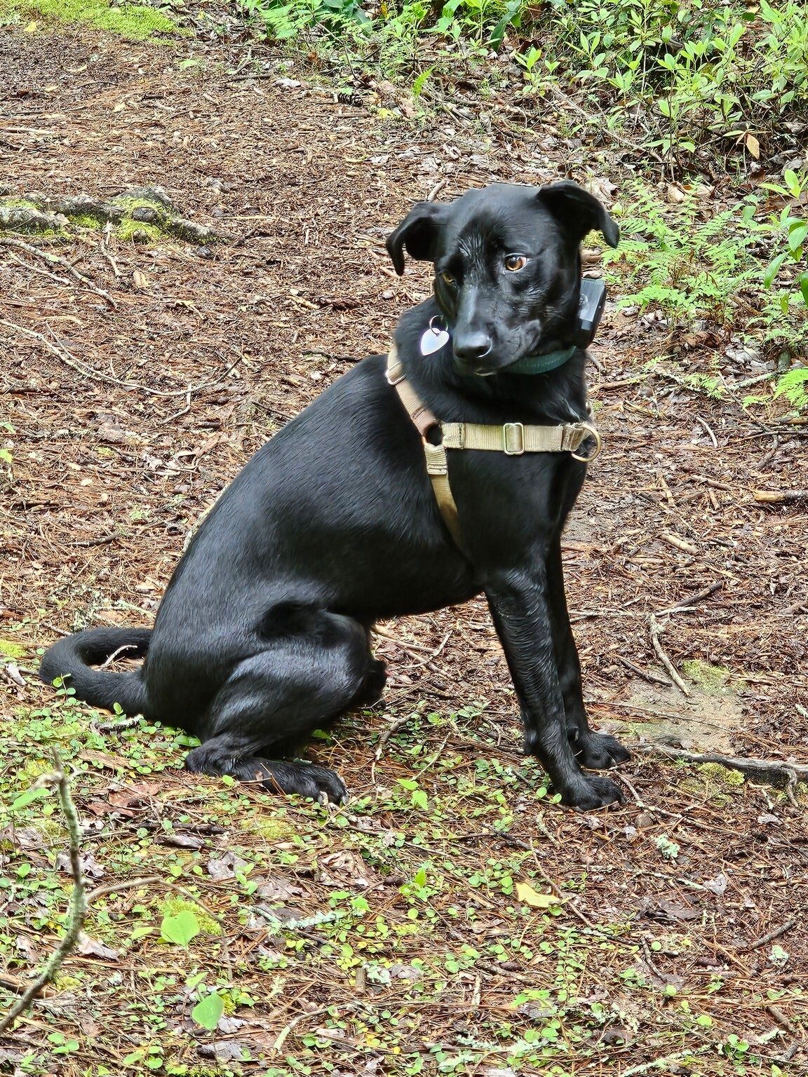 Lucky to catch Heather's Toby sitting still . . . lots of puppy energy.