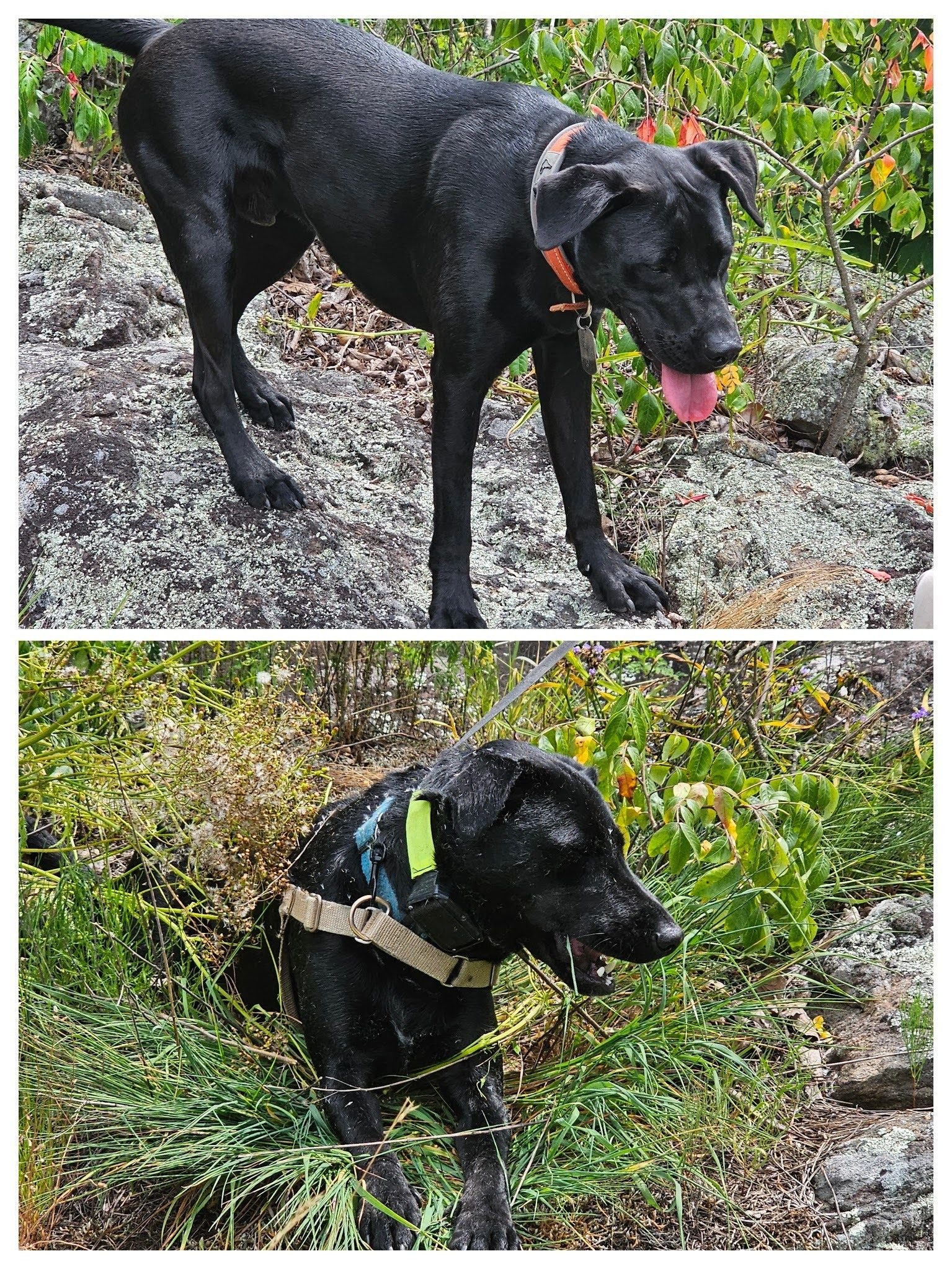 The two Tobys on the overlook at lunch time.