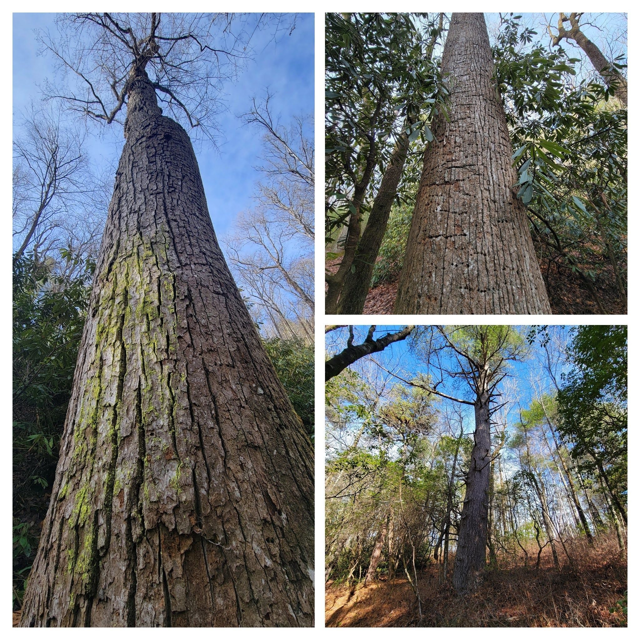 Some very large older growth trees along this trail.