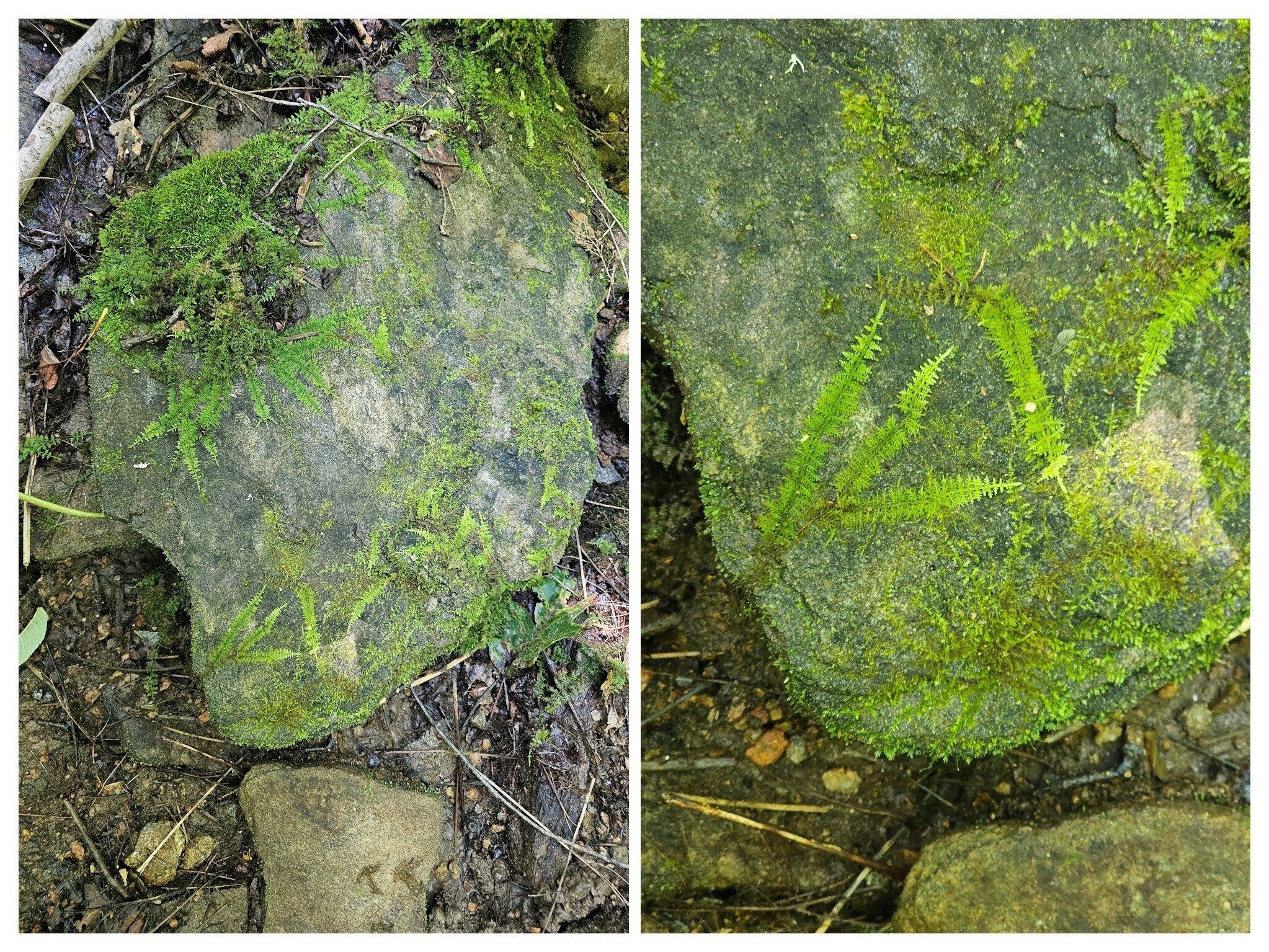 Several rocks in the "stream bed" below the Chattahoochee Spring had this fern-looking plant covering much of its surfaces.  Almost looks like it was stencilled on..