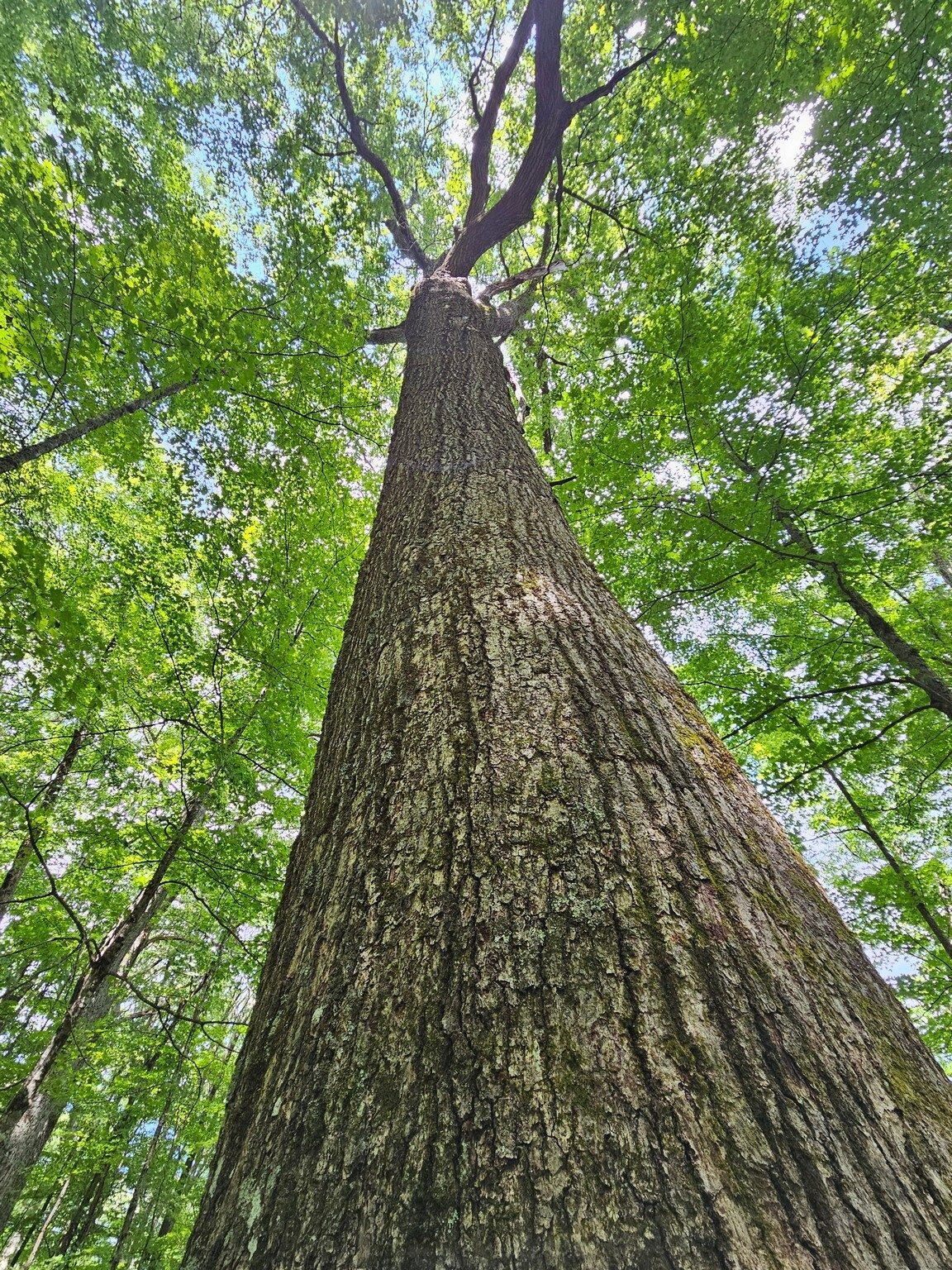 So many large, tall trees.