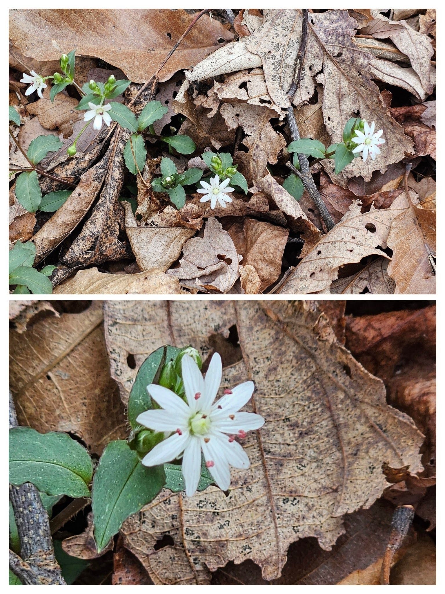 Star chickweed .  What a pretty little flower!