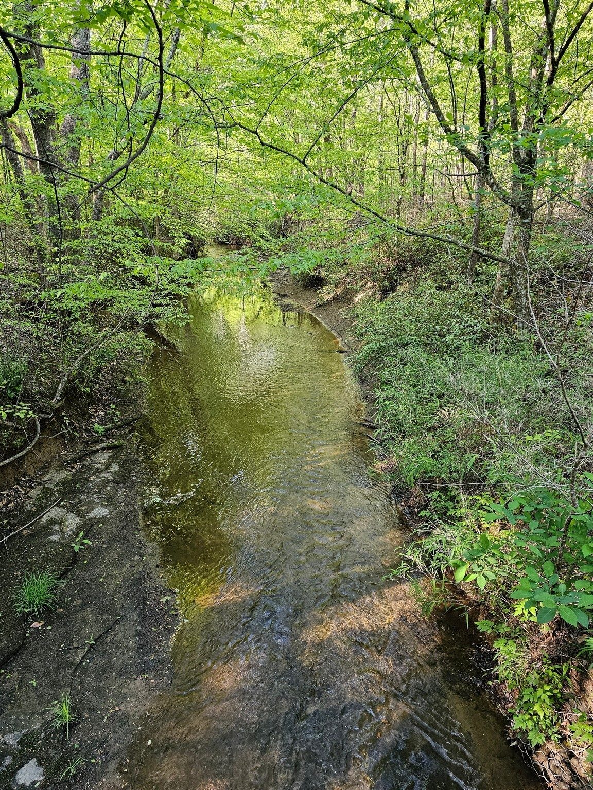 The Middle Fork of the Broad River is a bit lazy at the start of the hike.
