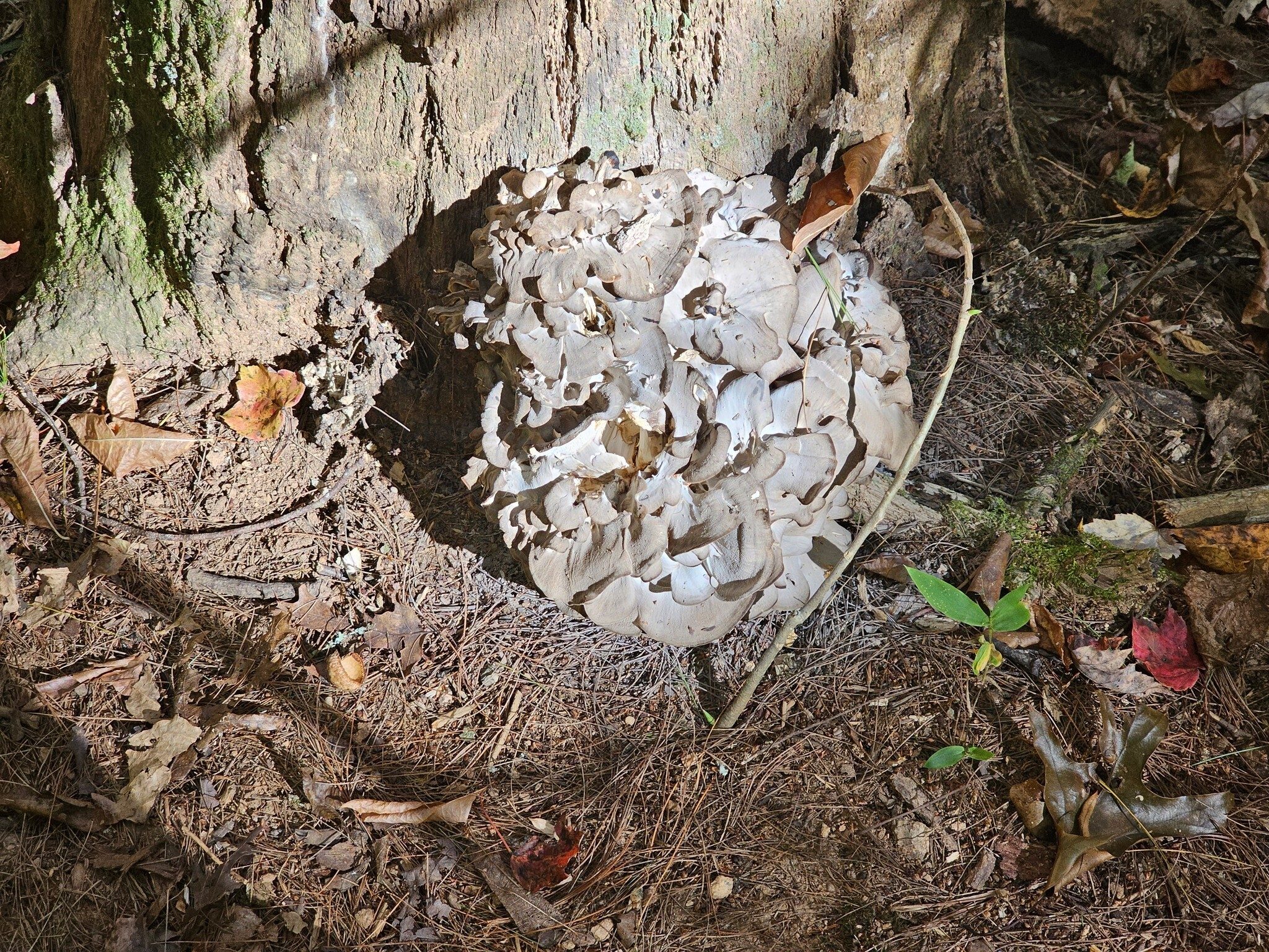 Fungus of the day.
