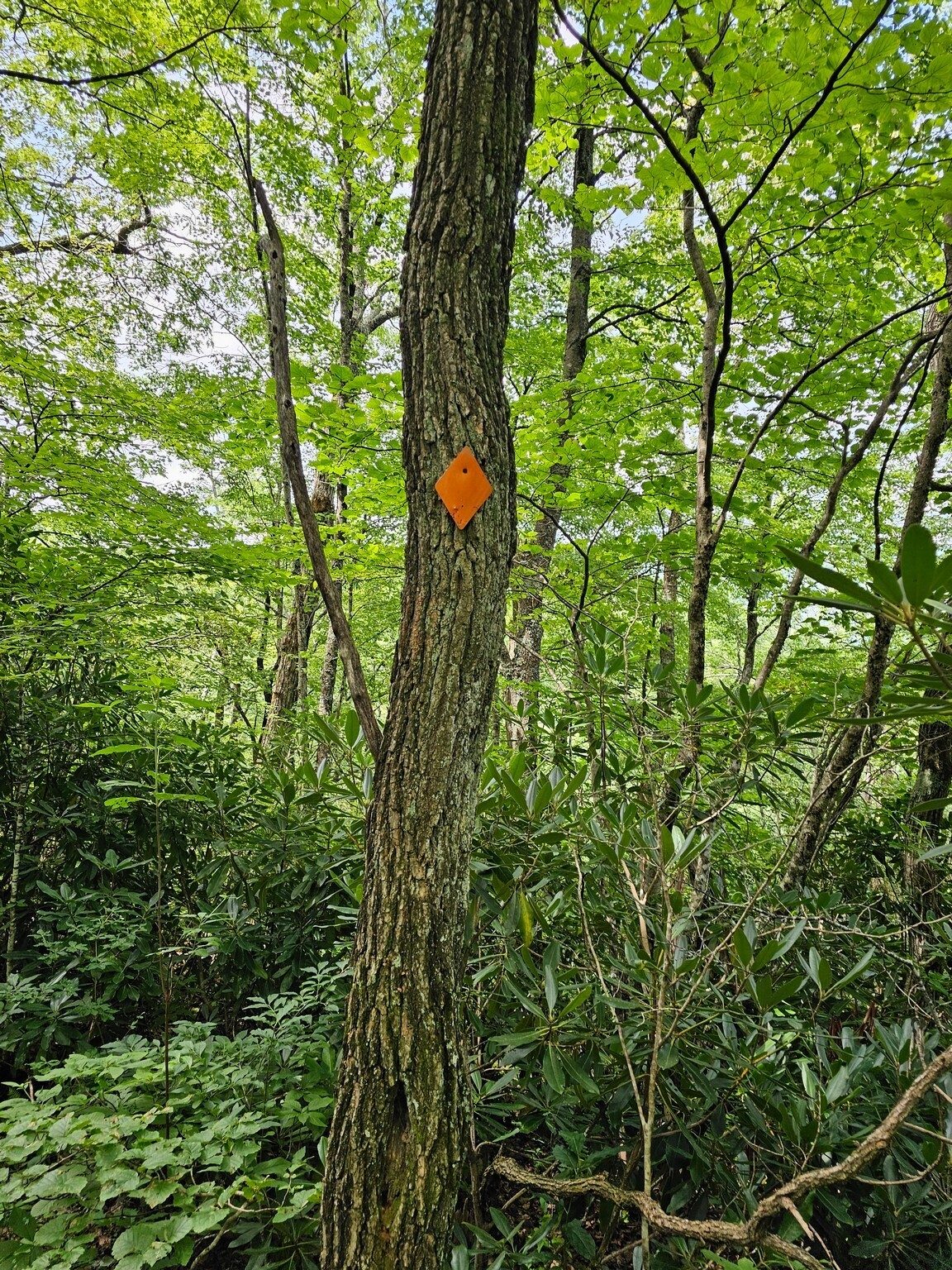 Not enough of these blazes, particularly at the old logging roads split.