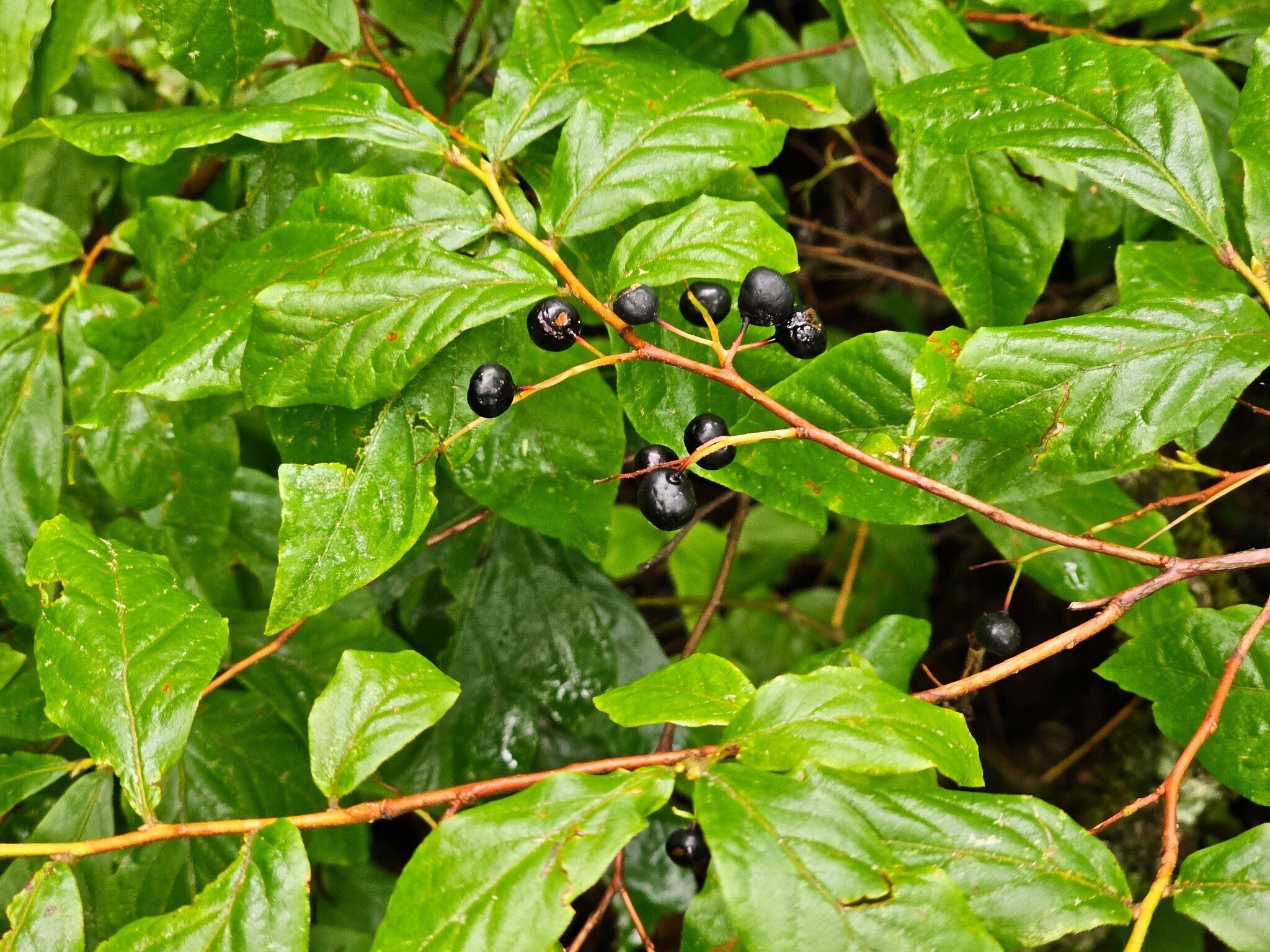 And a fair number of ripe huckleberries, too.