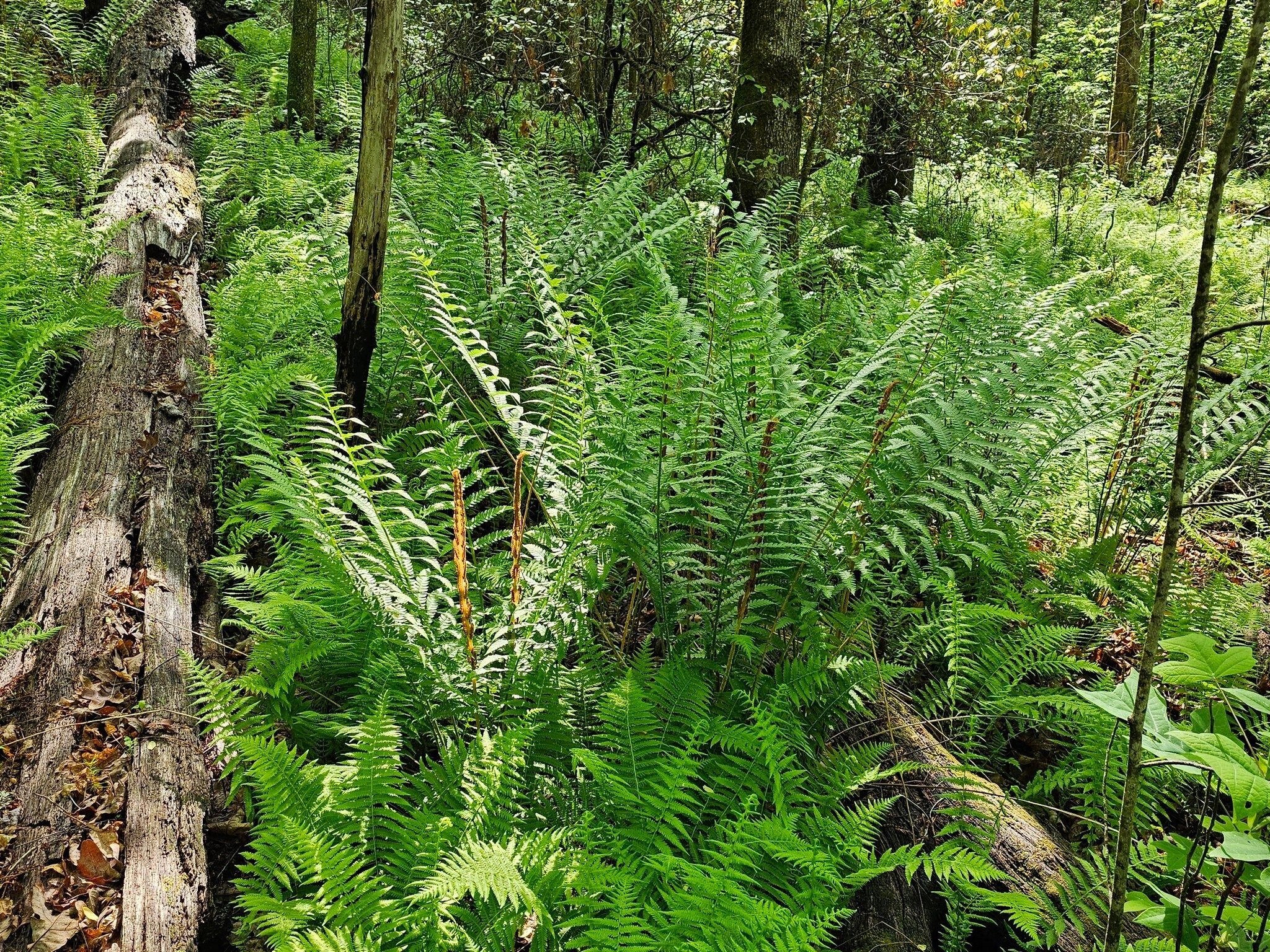 A nice collection of Cinnamon Ferns as we neared Stonewall Creek.