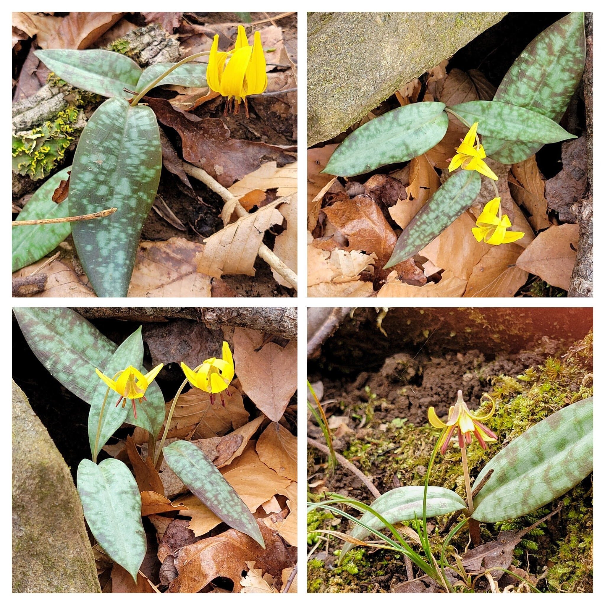 Ah, but these Trout Lilies were the "Wildflowers of the  Day."