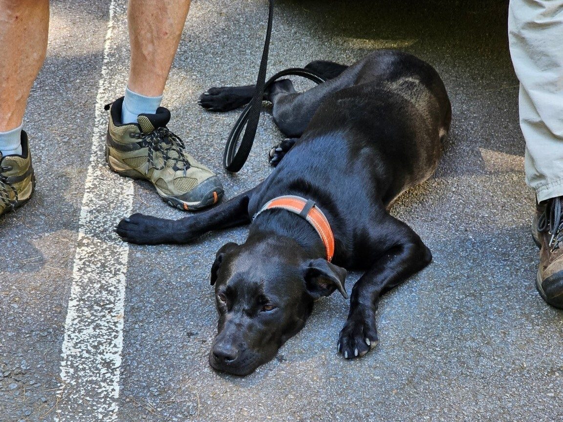 Toby "cooling it" on the pavement at hike's end.