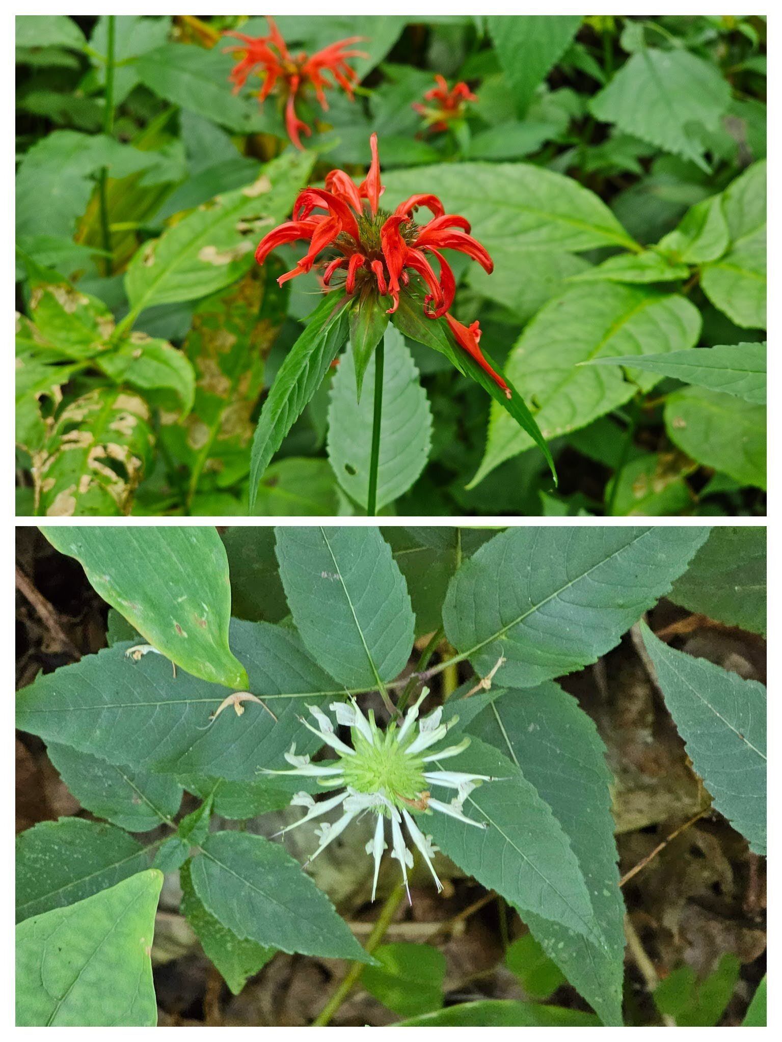 So much Red and White Beebalms today.