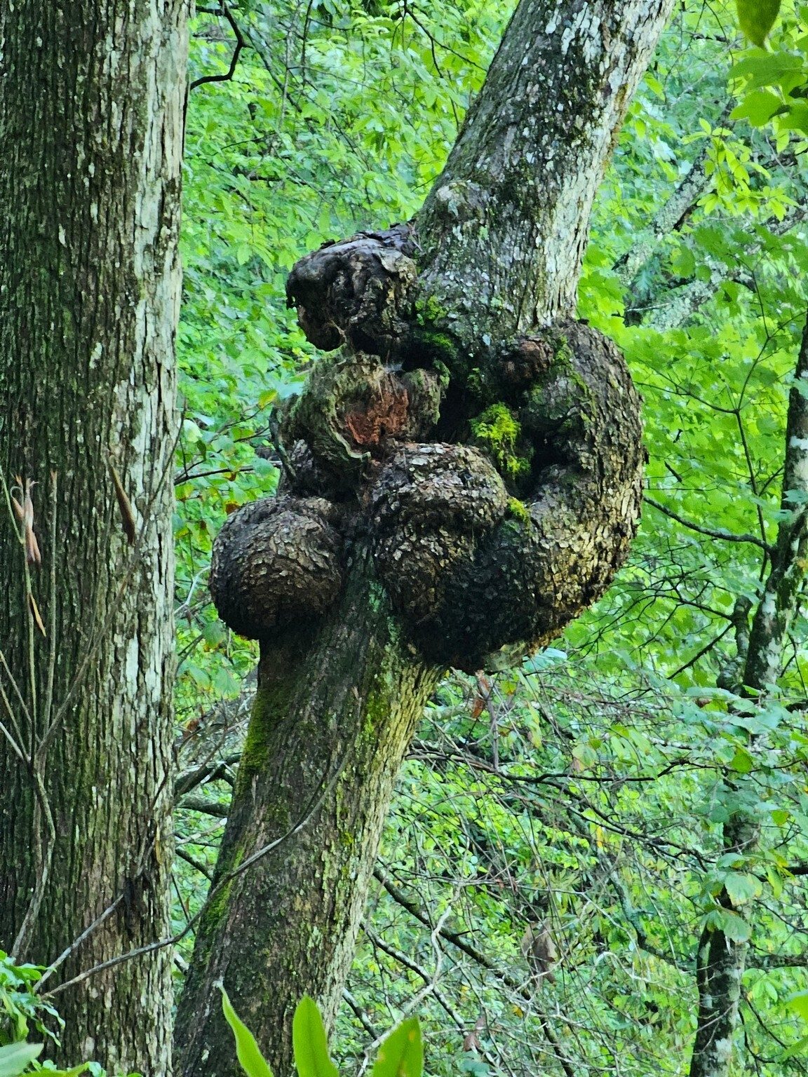 Matt spotted this interesting burl suggesting a "bear hugging" the tree.