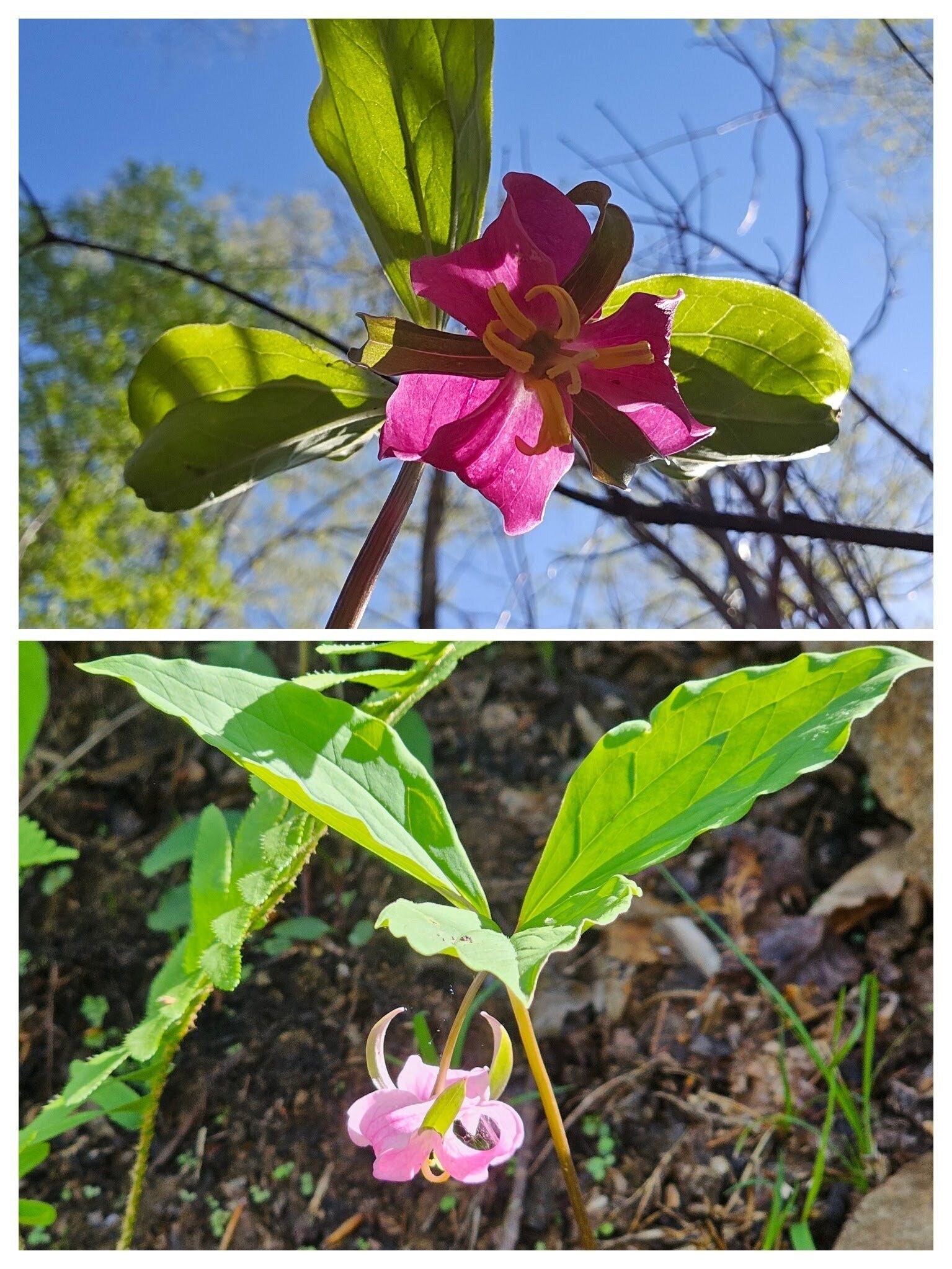 A couple of examples of Catesby's Trillium.  One was almost a raspberry color.