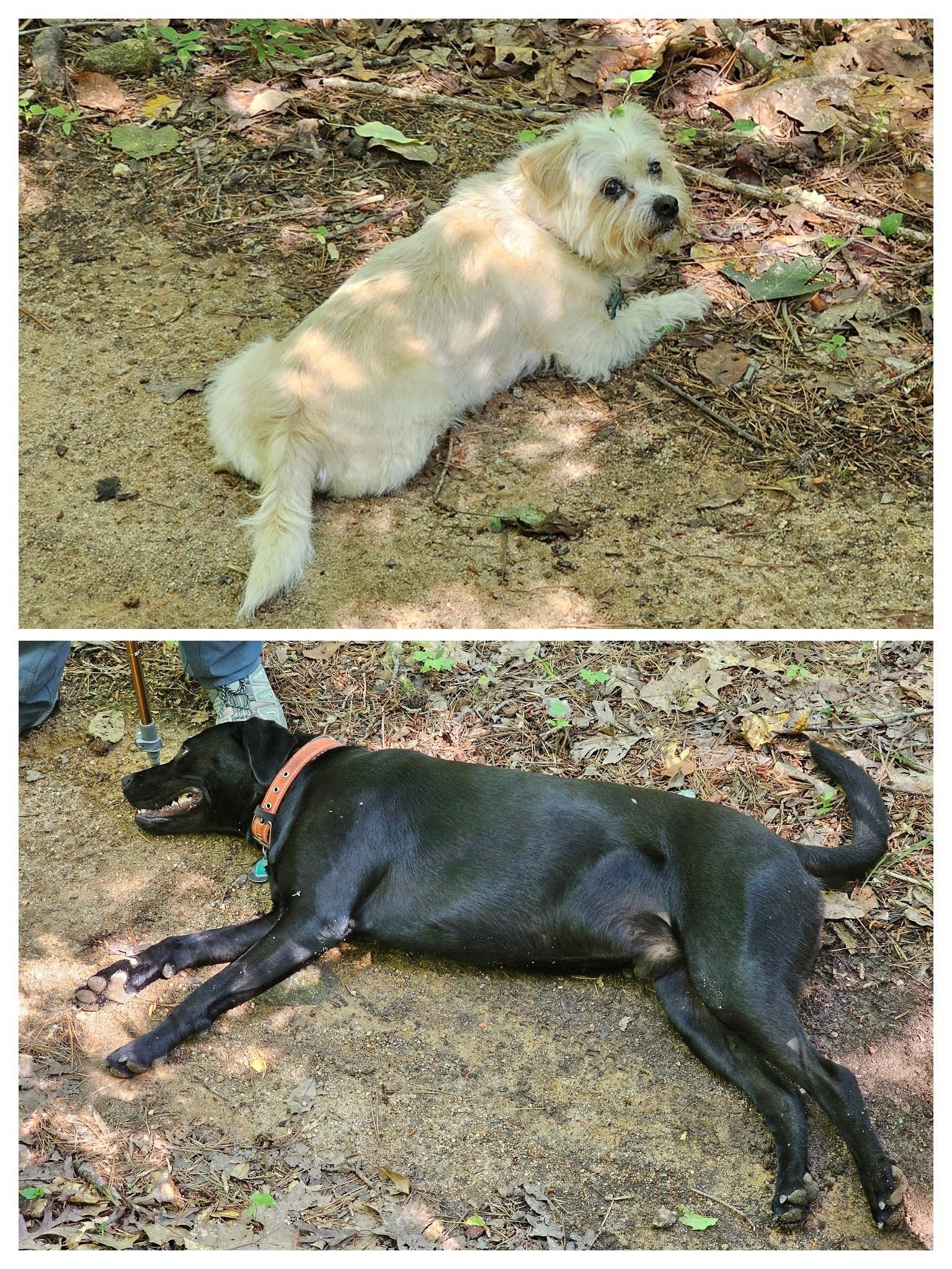Cutie Pie and Toby found just lying down on the trail was the best way to keep cool.