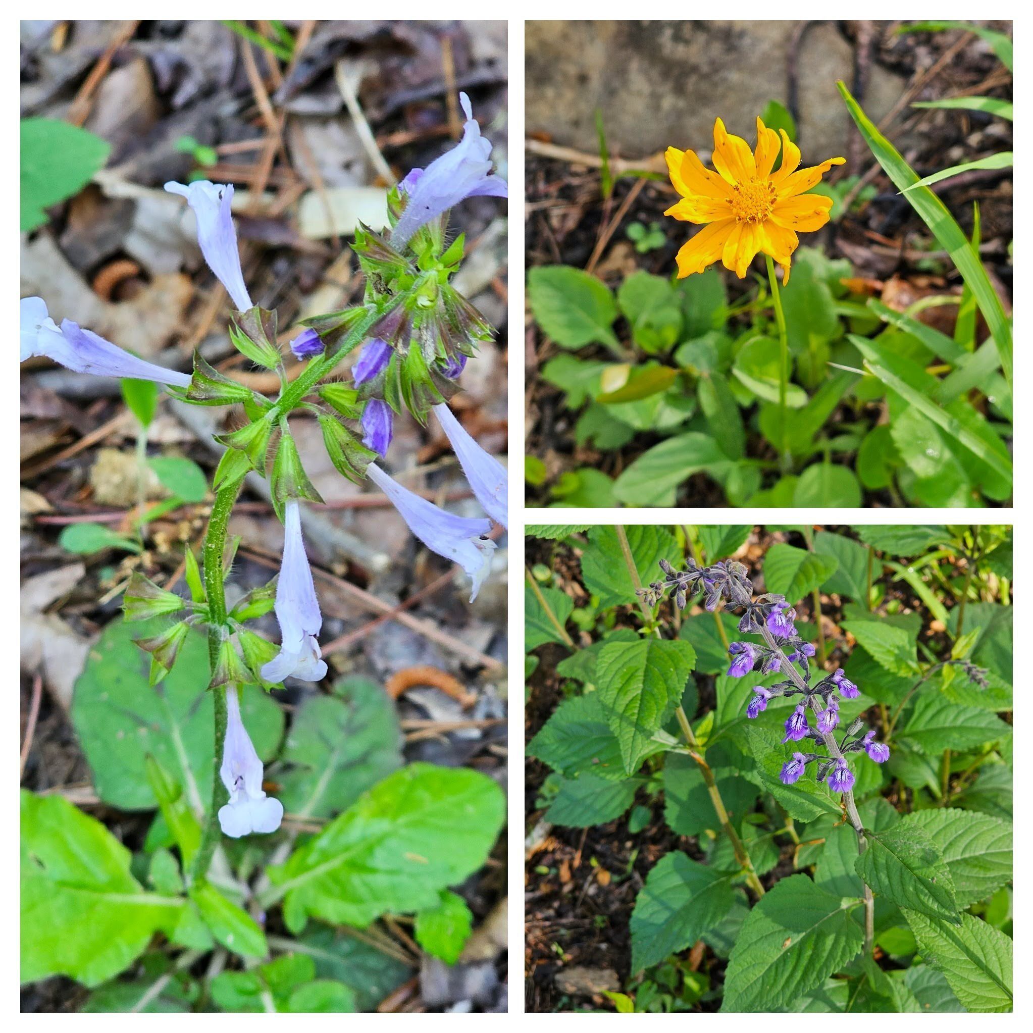 First sighted wildflowers: Left: Lyre-leaf Sage; UR : Lobed Tickseed Coreopsis; LR:Nettleleaf Sage