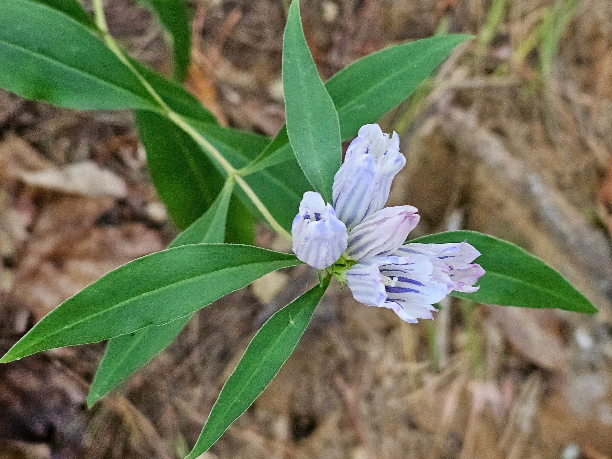 Almost walked past this Soapwort Gentian hanging out on the trail.