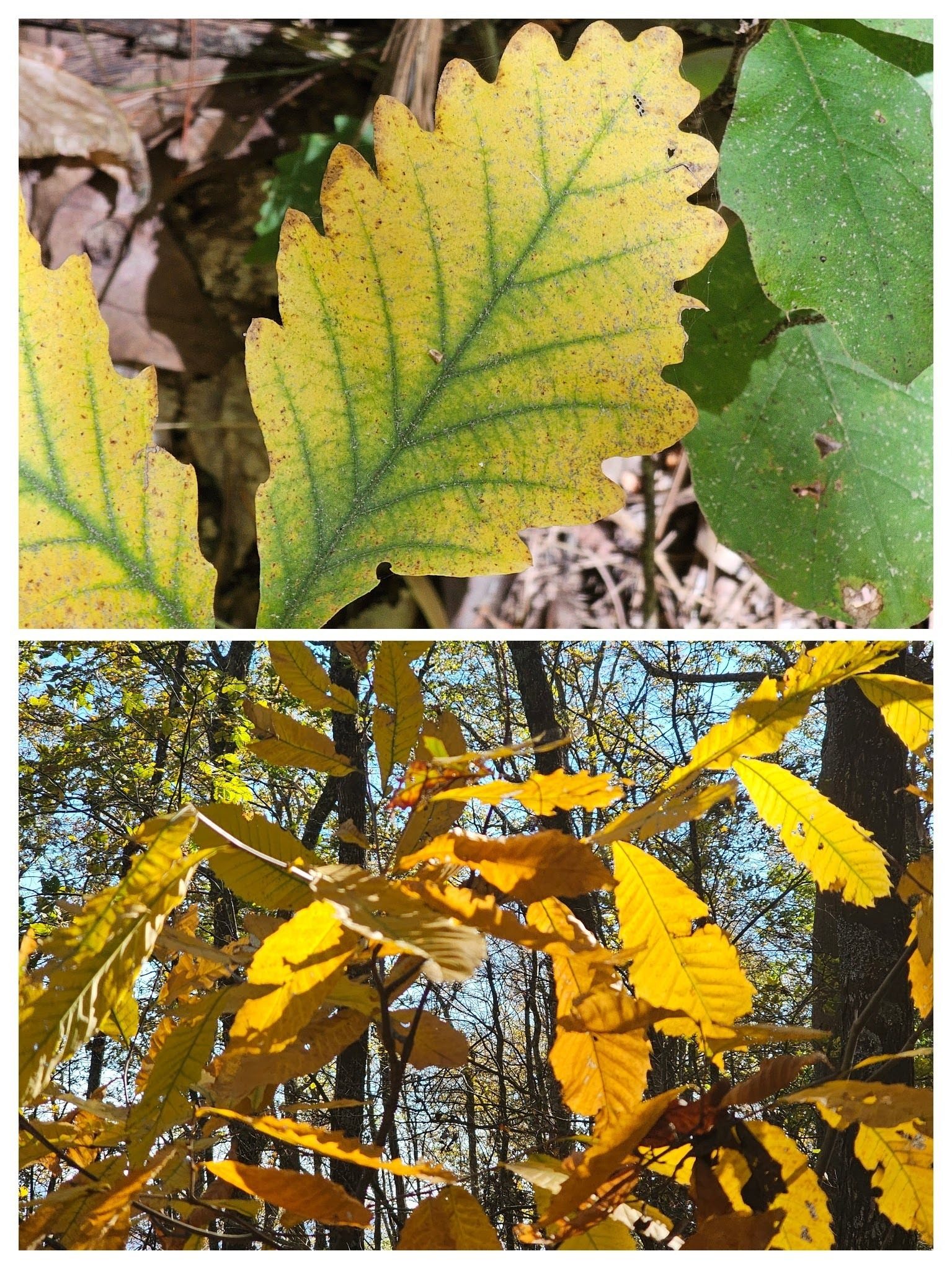 A few yellow colors showing through too with this Chestnut Oak? (top) and American Chestnut (bottom).