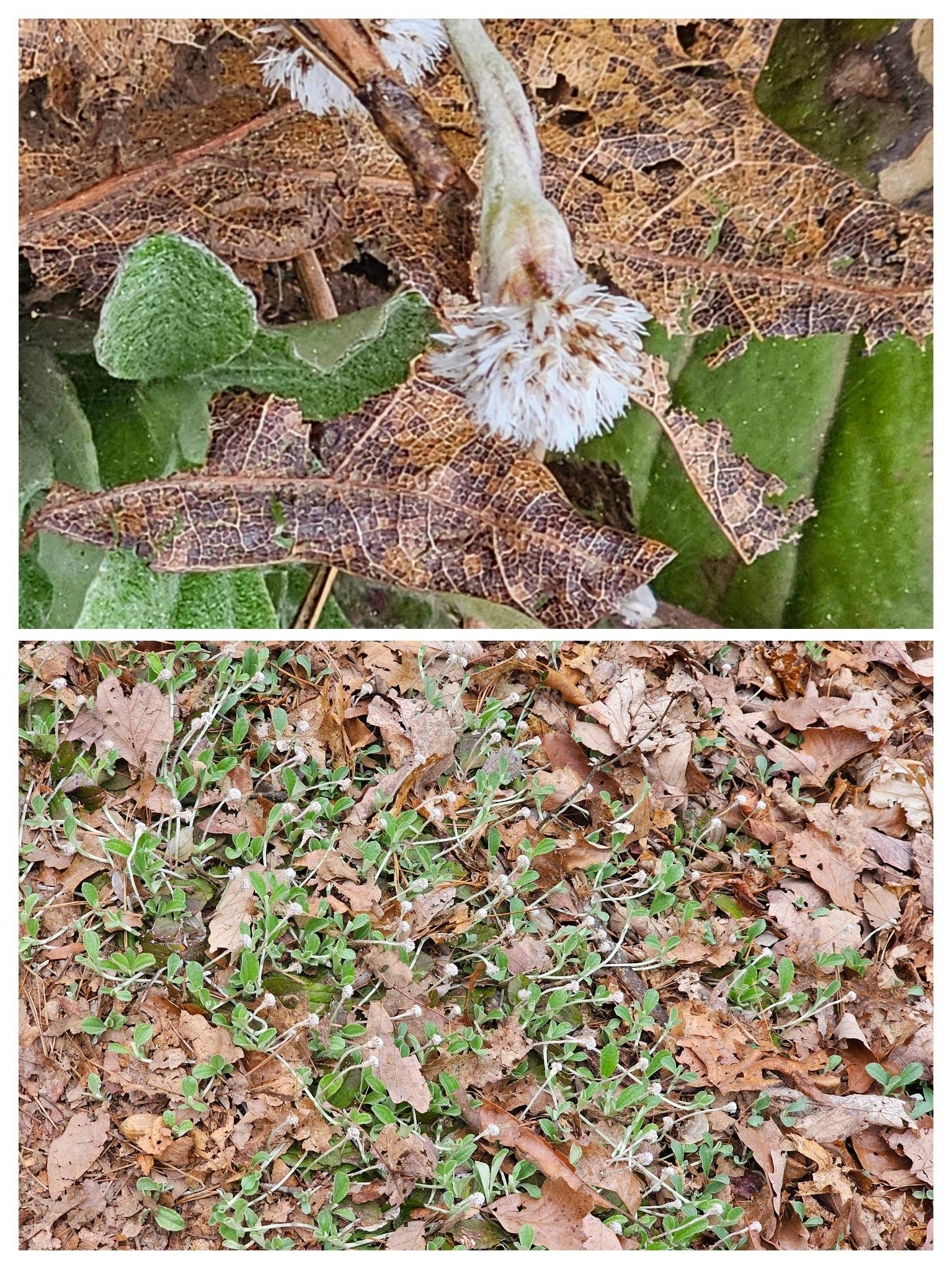 Lots of patches of Pussytoes in bloom.