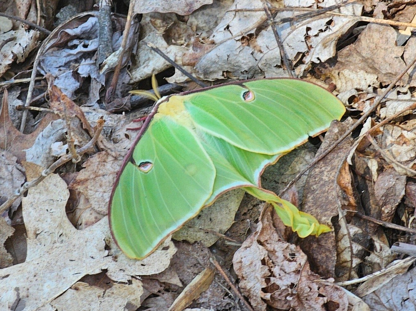A beautiful example of a Luna Moth spotted by Linda Shultz.