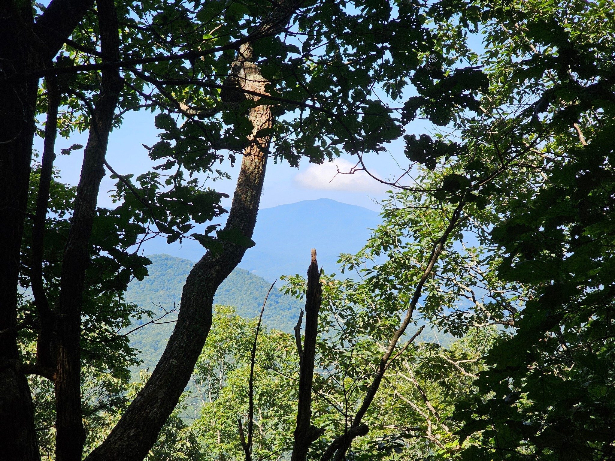 A partial view through the forest canopy of Coosa Bald to the west.