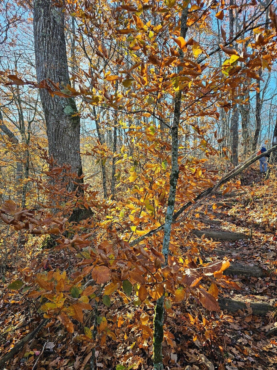 I was a struggle to find some color today.  Beech trees provided some bright yellows when backlit by the sun.