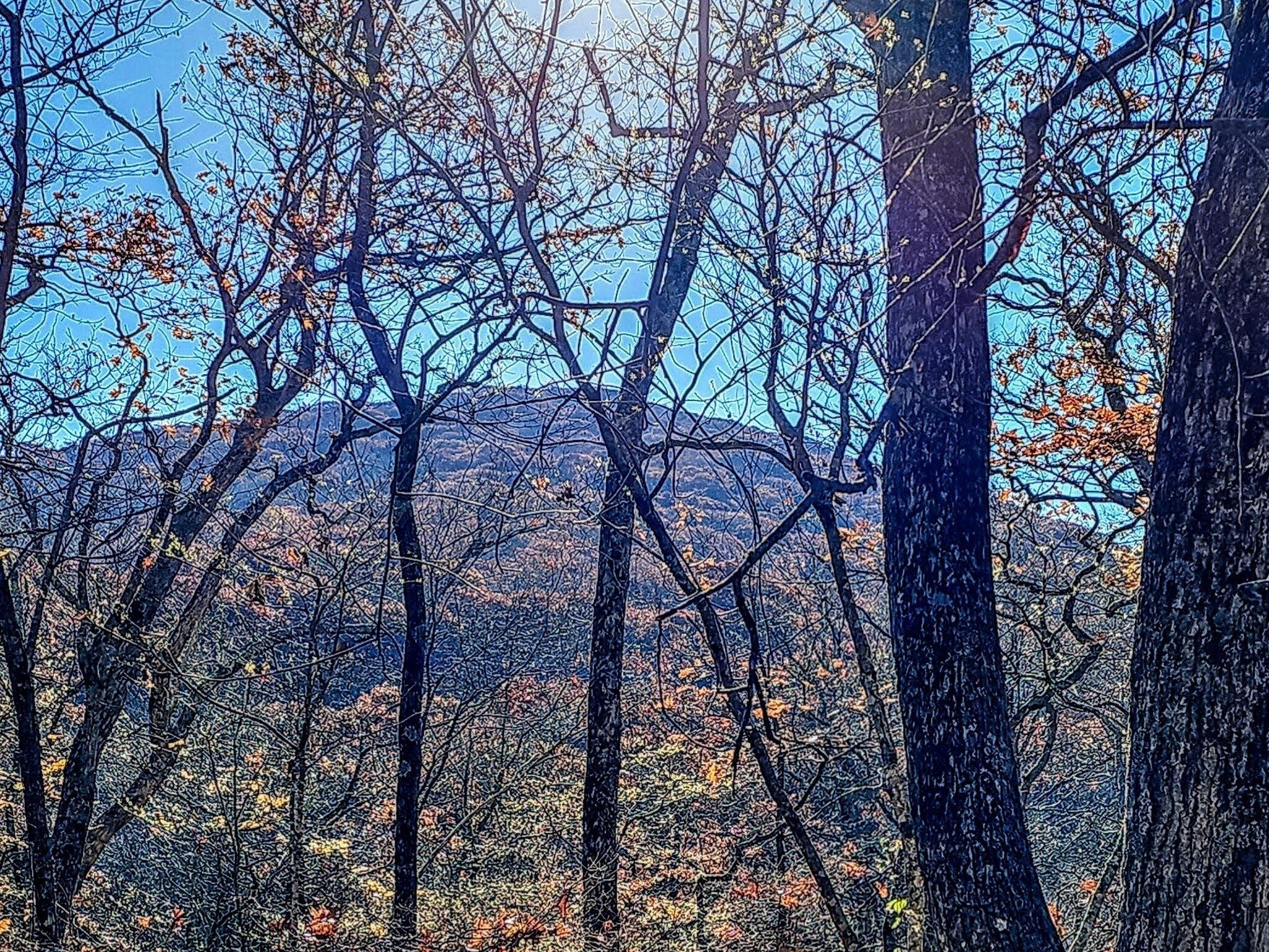 Standing Indian through the trees as we head up the trail.