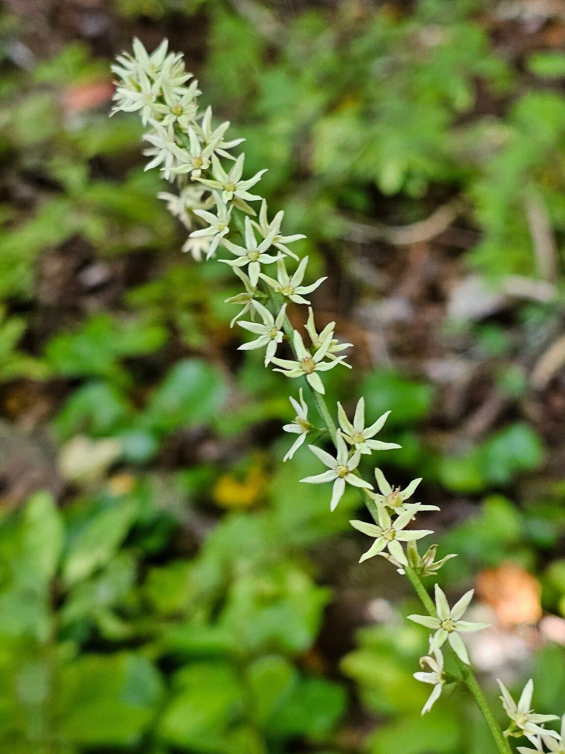 Eastern featherbells, another stand-alone plant seen today.