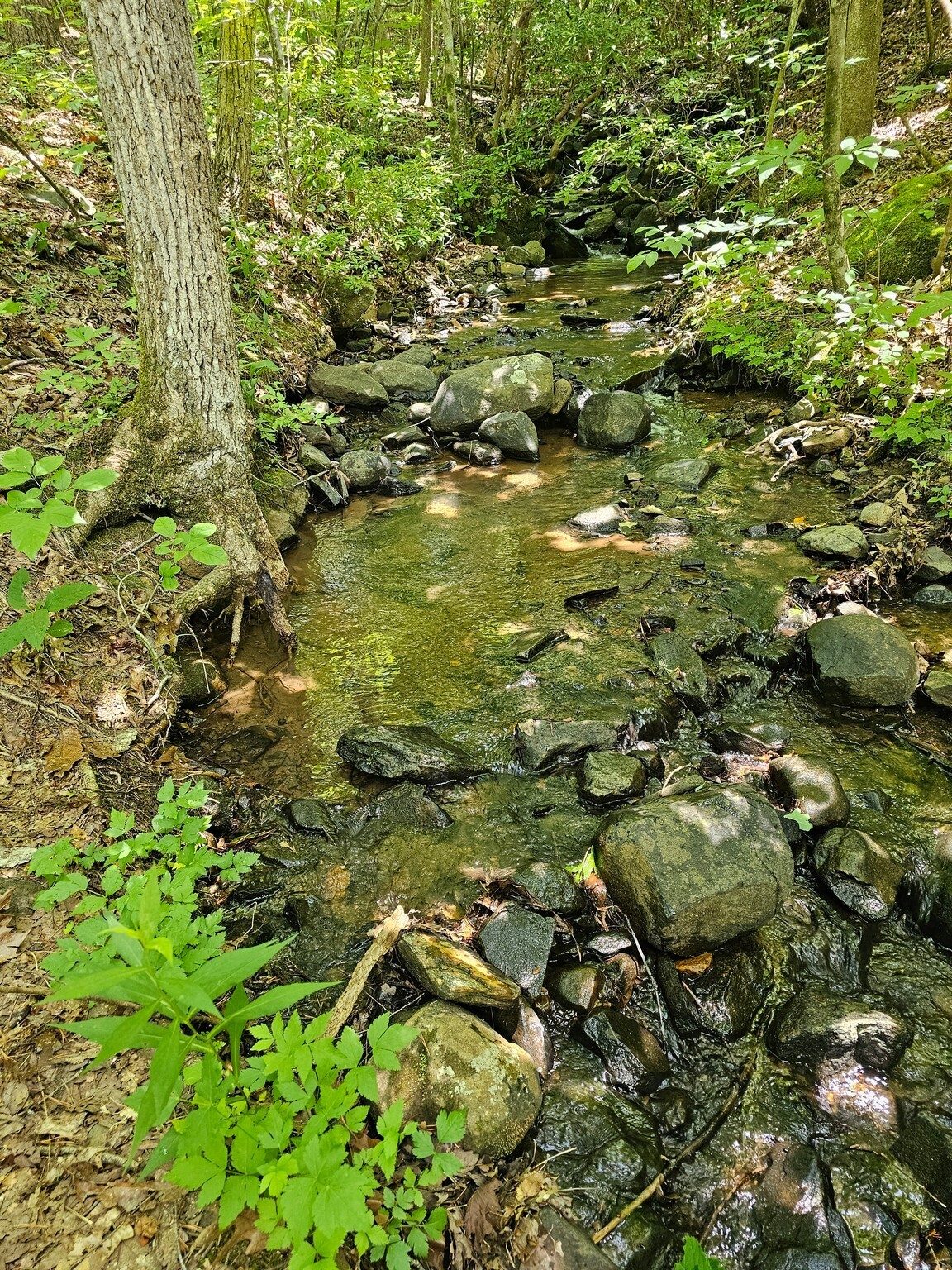 We followed along a small tributary of Brasstown Creek toward the end of our "trek."