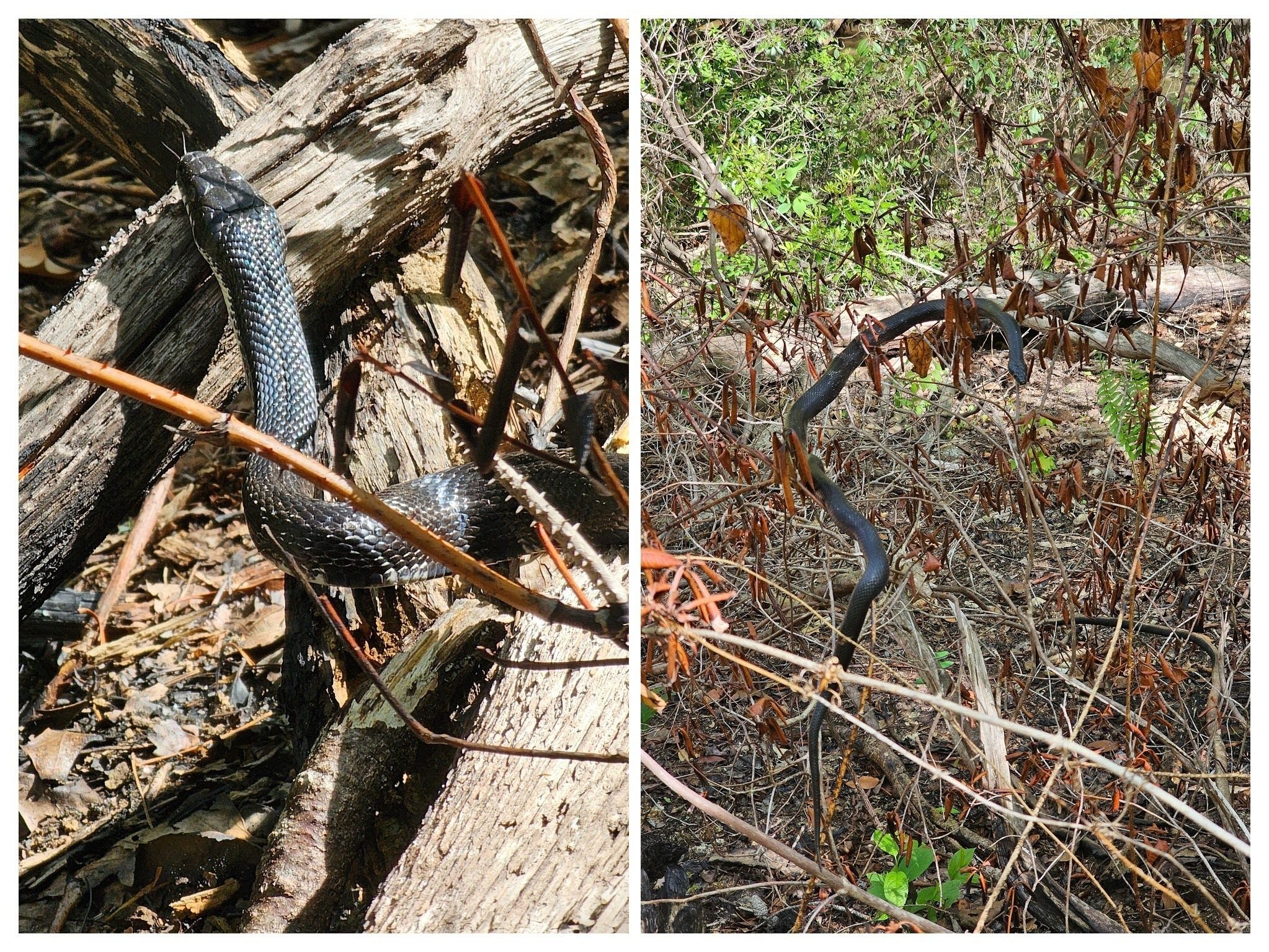 But the most excitement today was the Black  Rat Snake warming itself across the trail, then moving up some nearby brush.  Quite an acrobat.