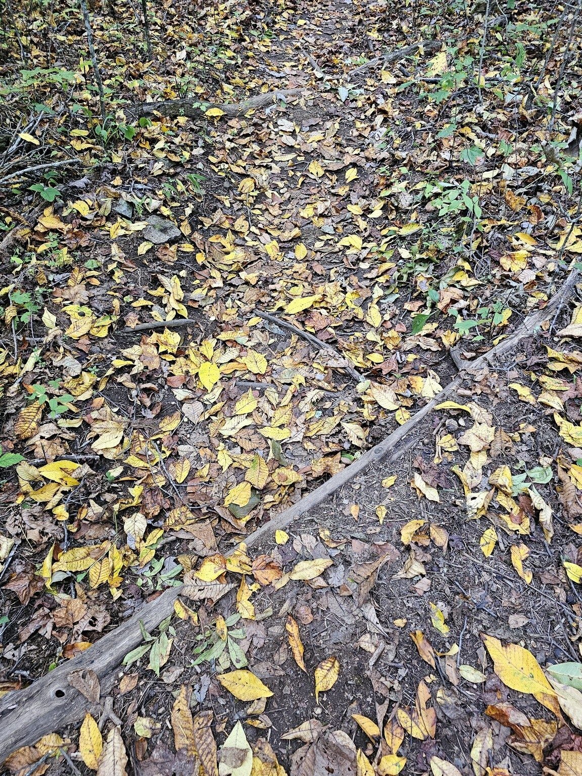Hey, a little fall color.