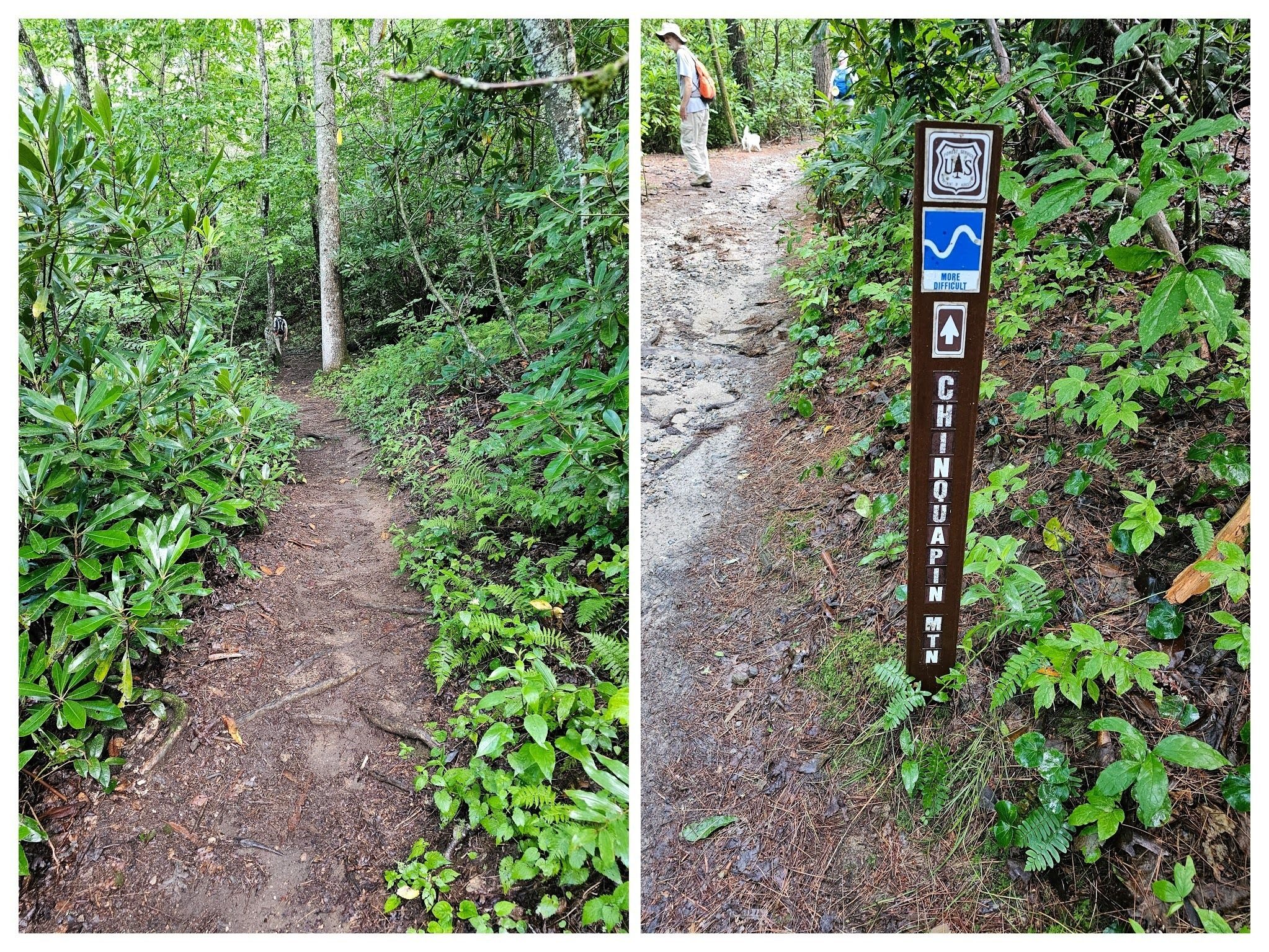Here it is.  Pretty nice, but it is a shallow climb to Chinquapin Mtn.