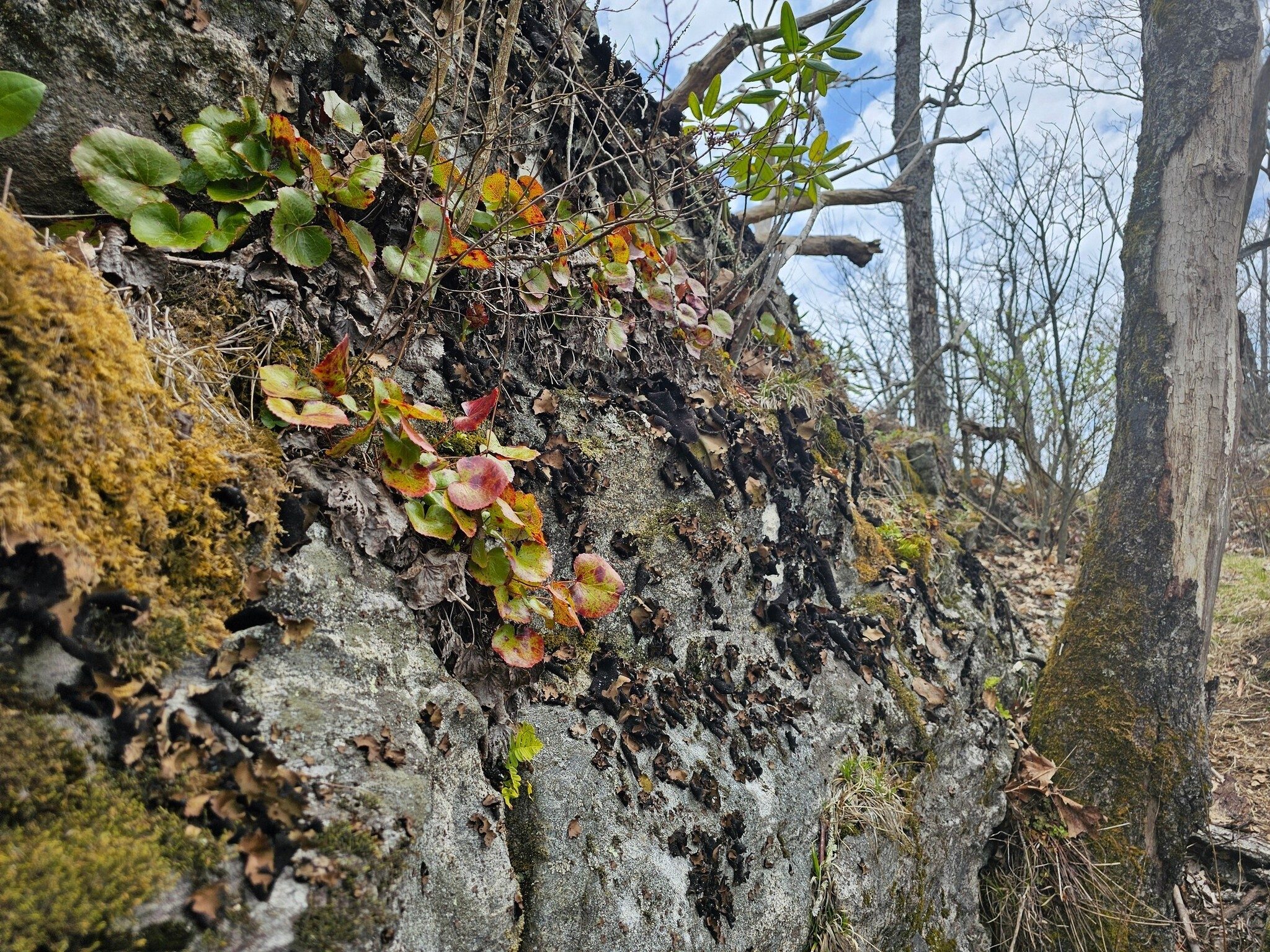 I kind of Lichen this trail.