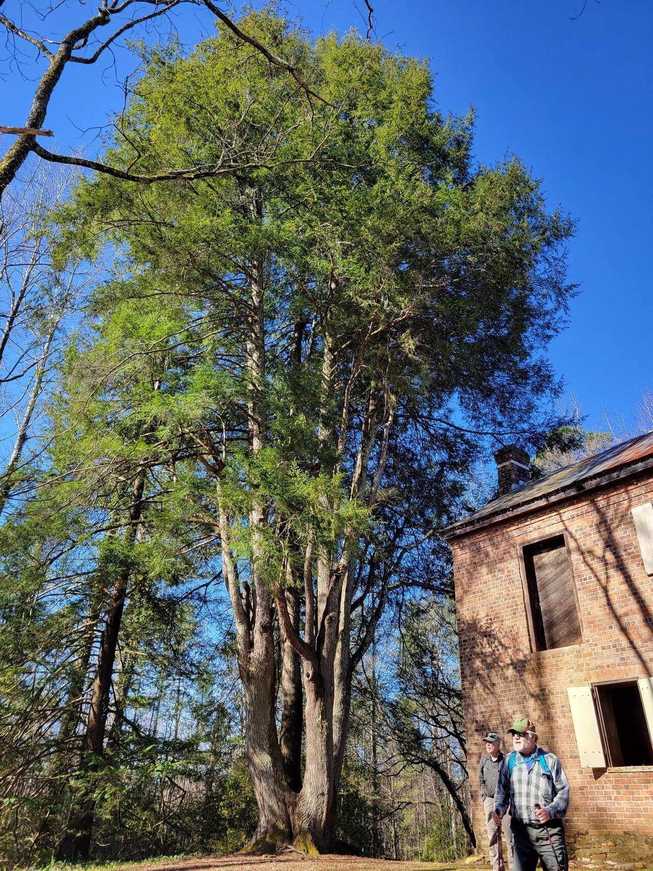 Somebody is taking care of this massive, multi-trunked Hemlock.  Beautiful!