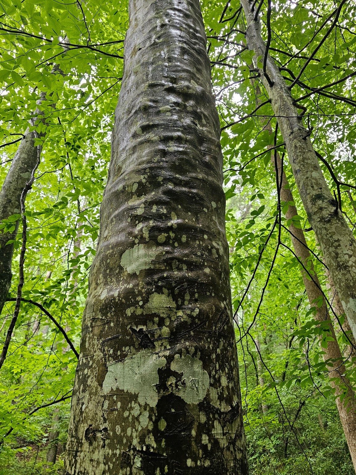 The character of this tree's bark caught our attention.
