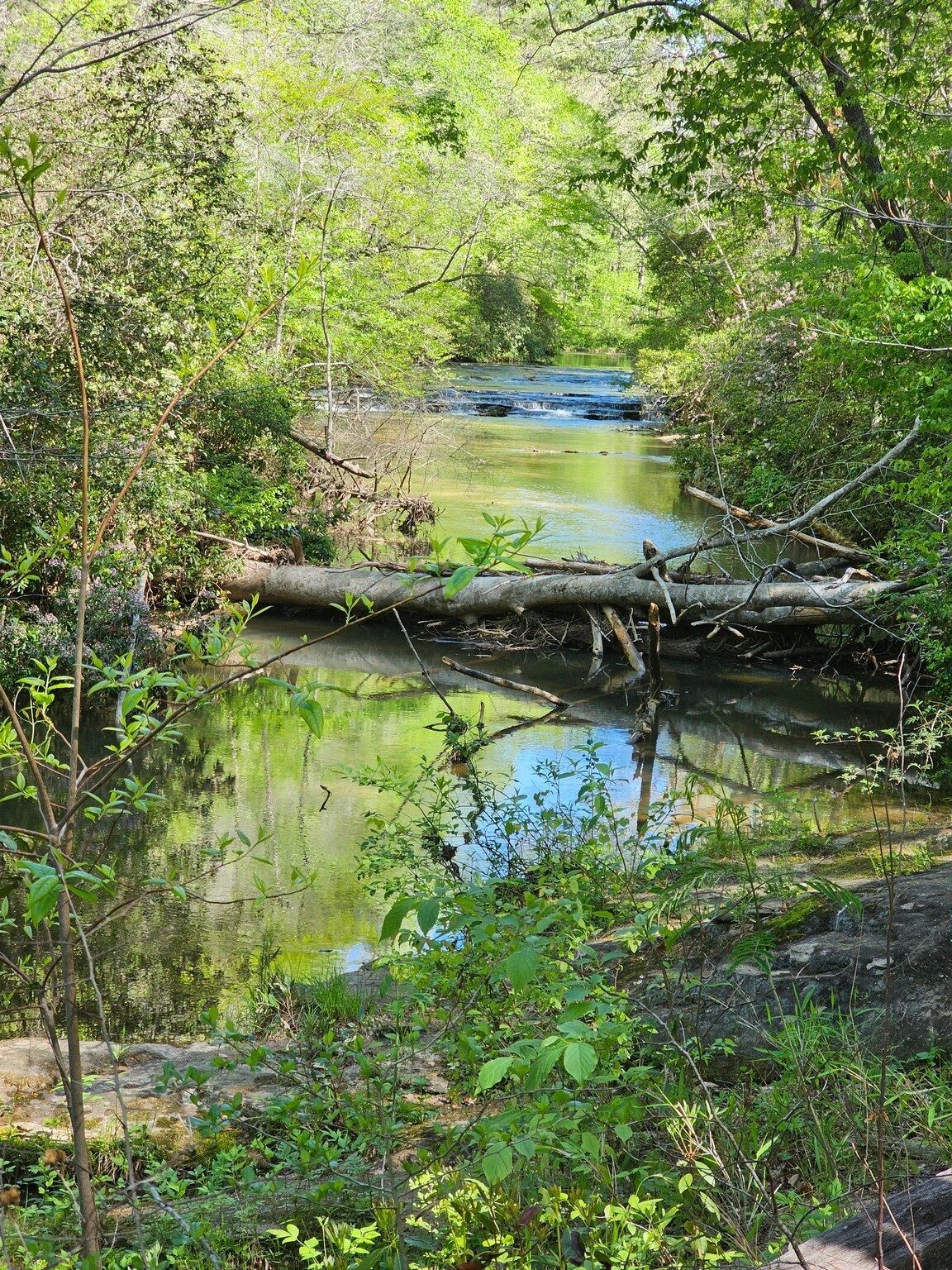 More of the Middle Fork of the Broad River.