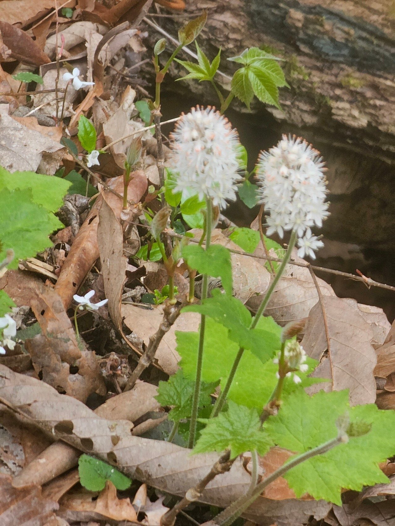 An early sighting of Foam Flowers in a bed of White Violets.
