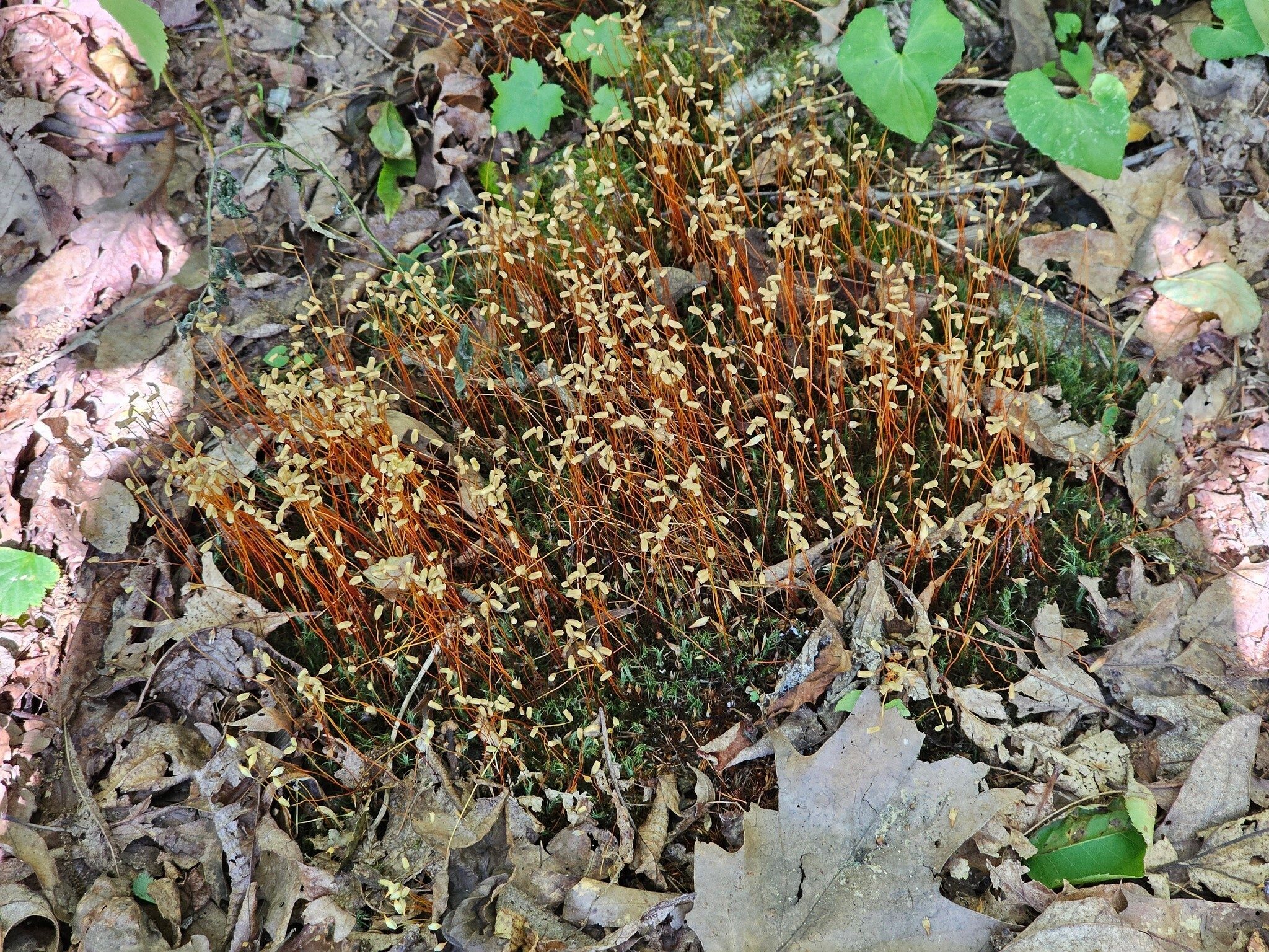 I believe Jim Driggers spotted this interesting "Moss Bloom"