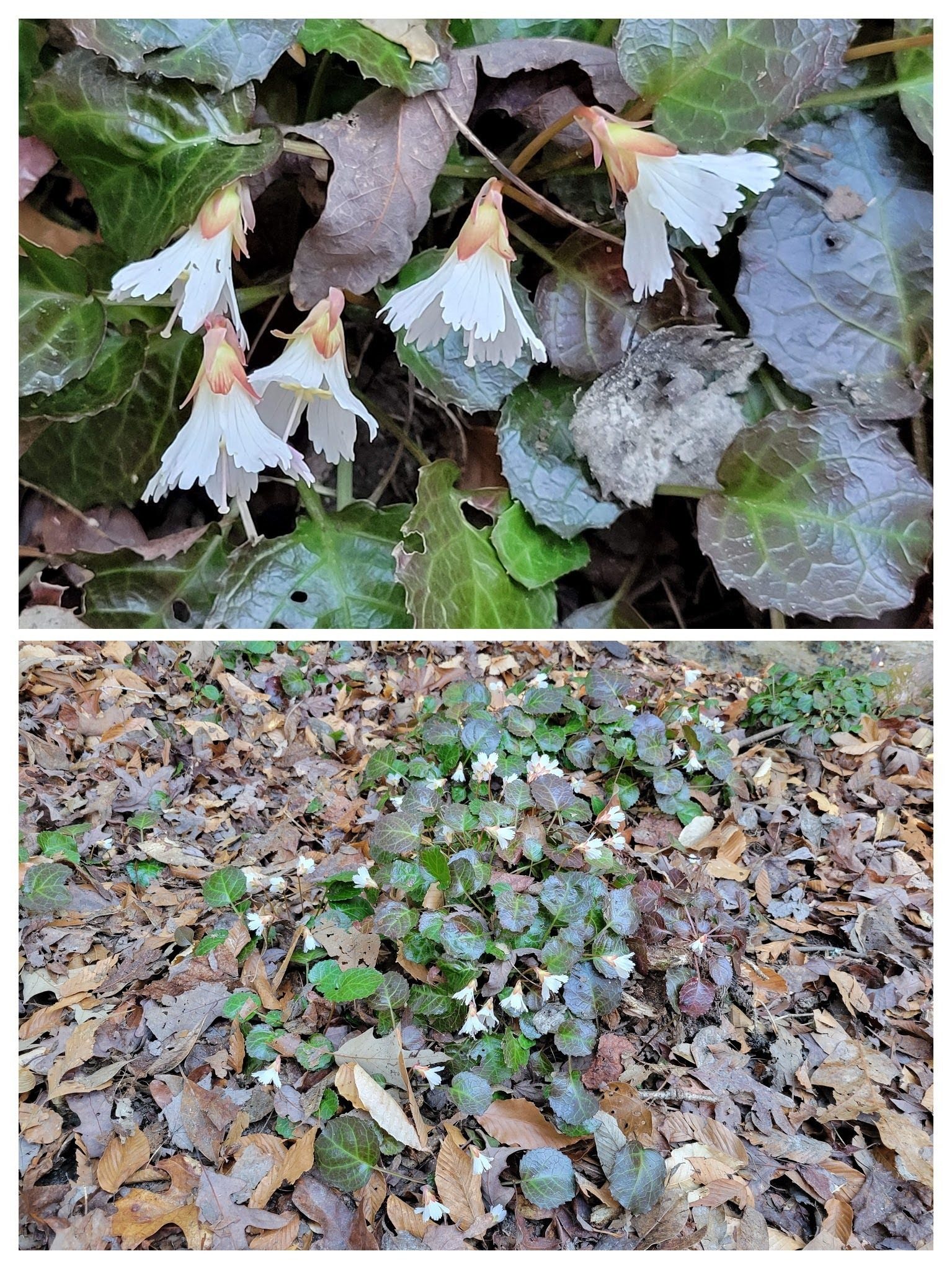 Our first sighting of Oconee Bells.