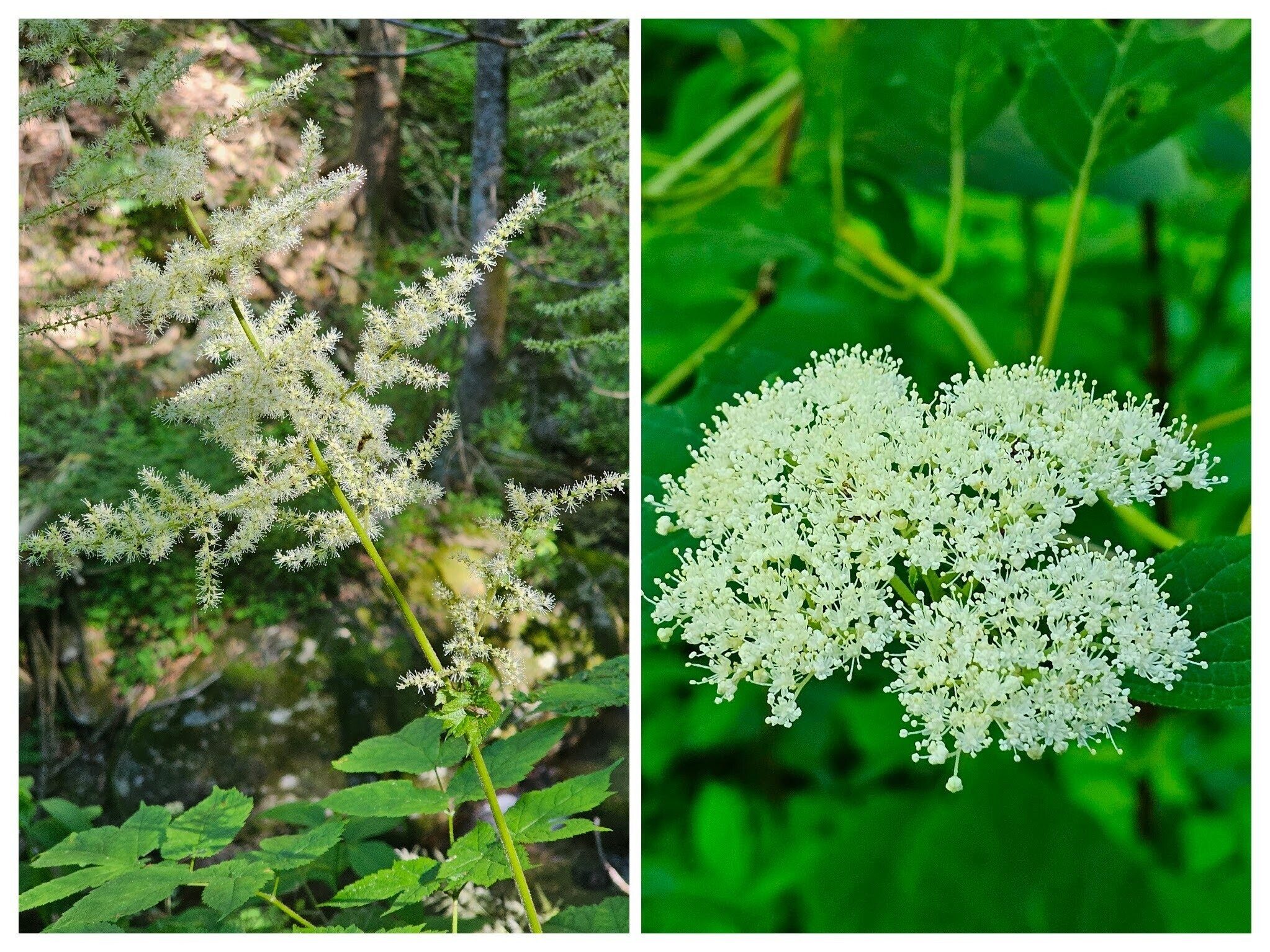 Goat's-beard (L) and Wild Hydrangea (R)