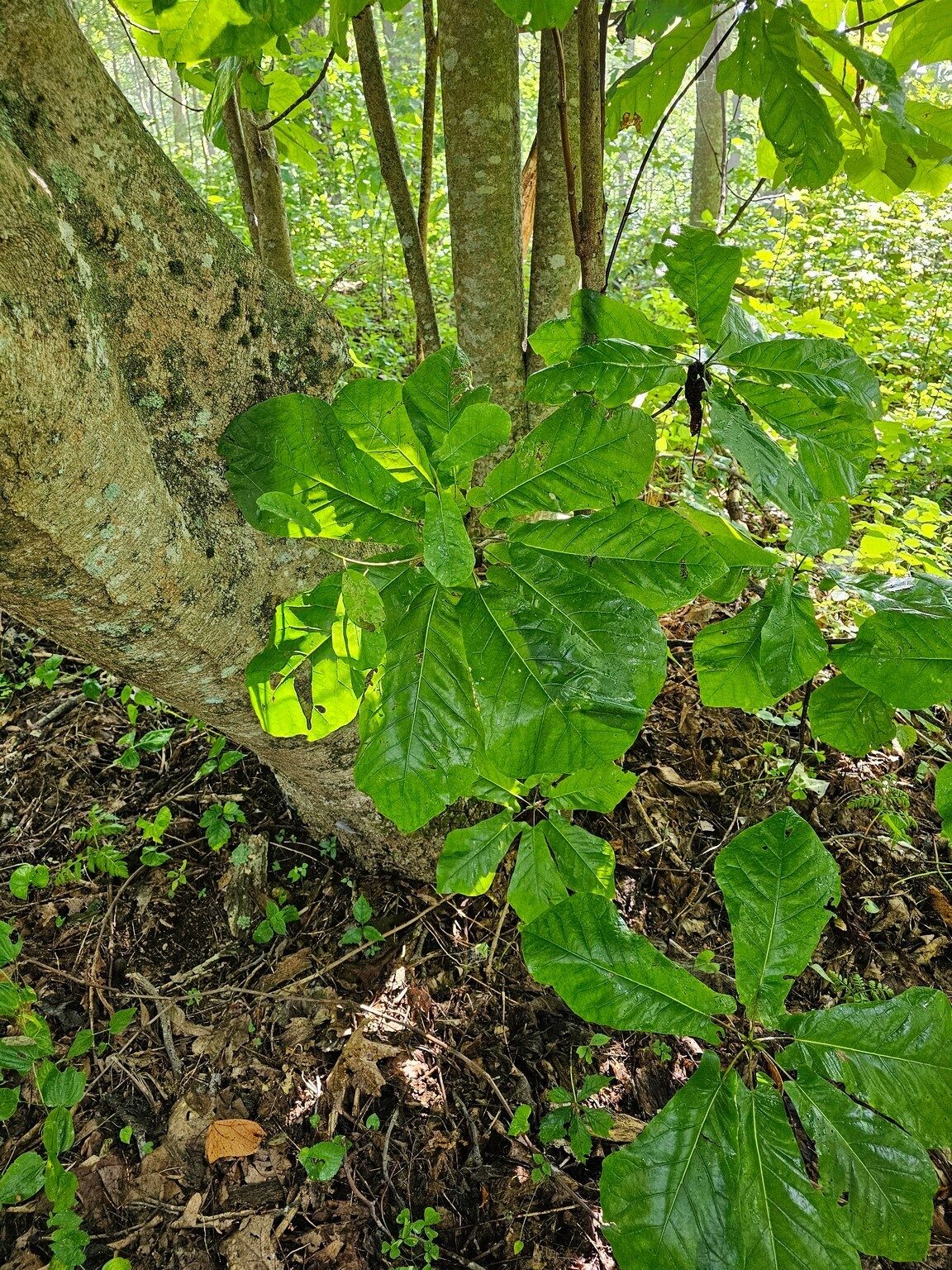 I didn't get a picture of the large Fraser Magnolia overhanging the trail on our way to the AT, but its leaves were so large.