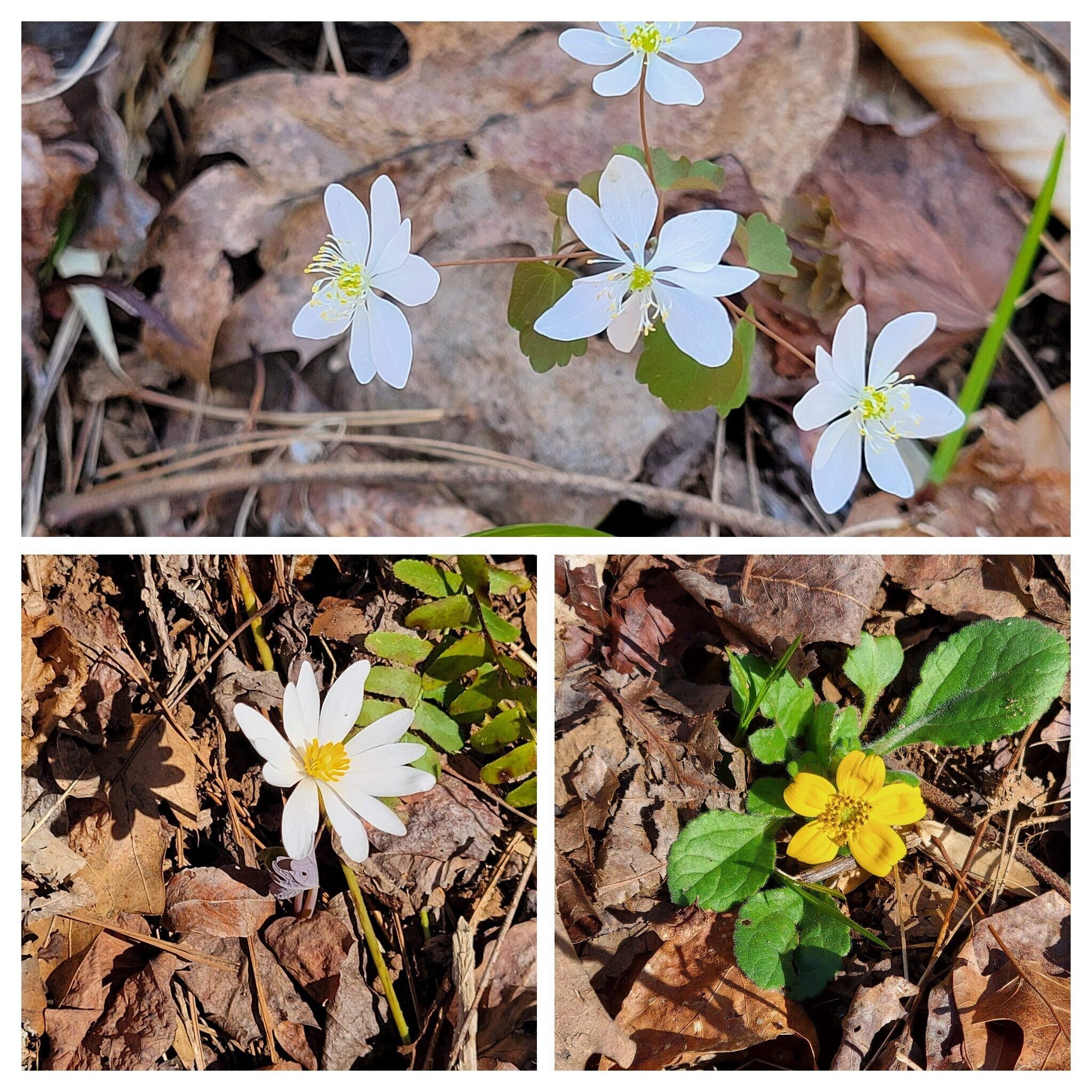 Top: Rue-Anemone; LR: Green & Gold; LL: Bloodroot