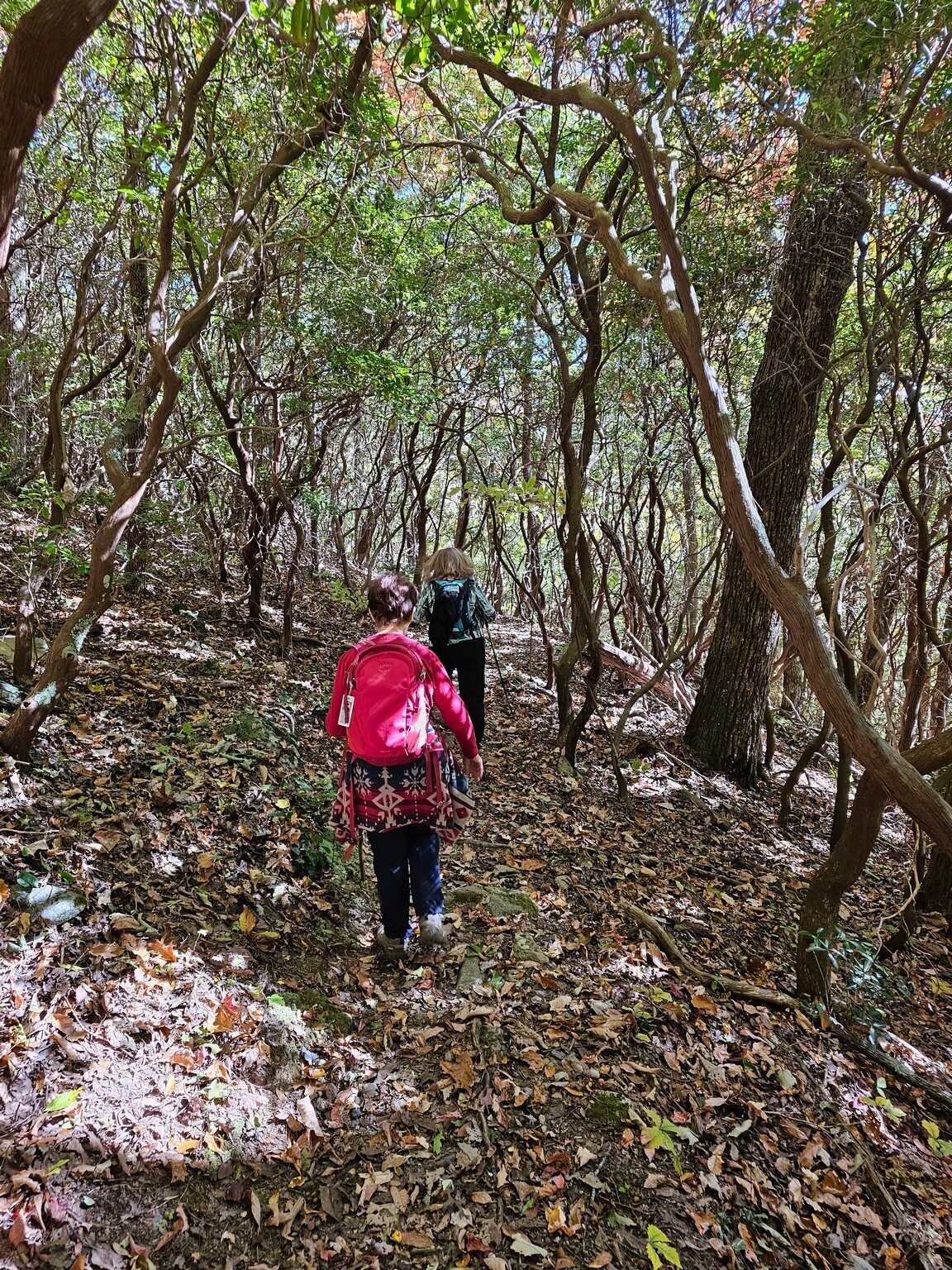 A nice Rhododendron tunnel.