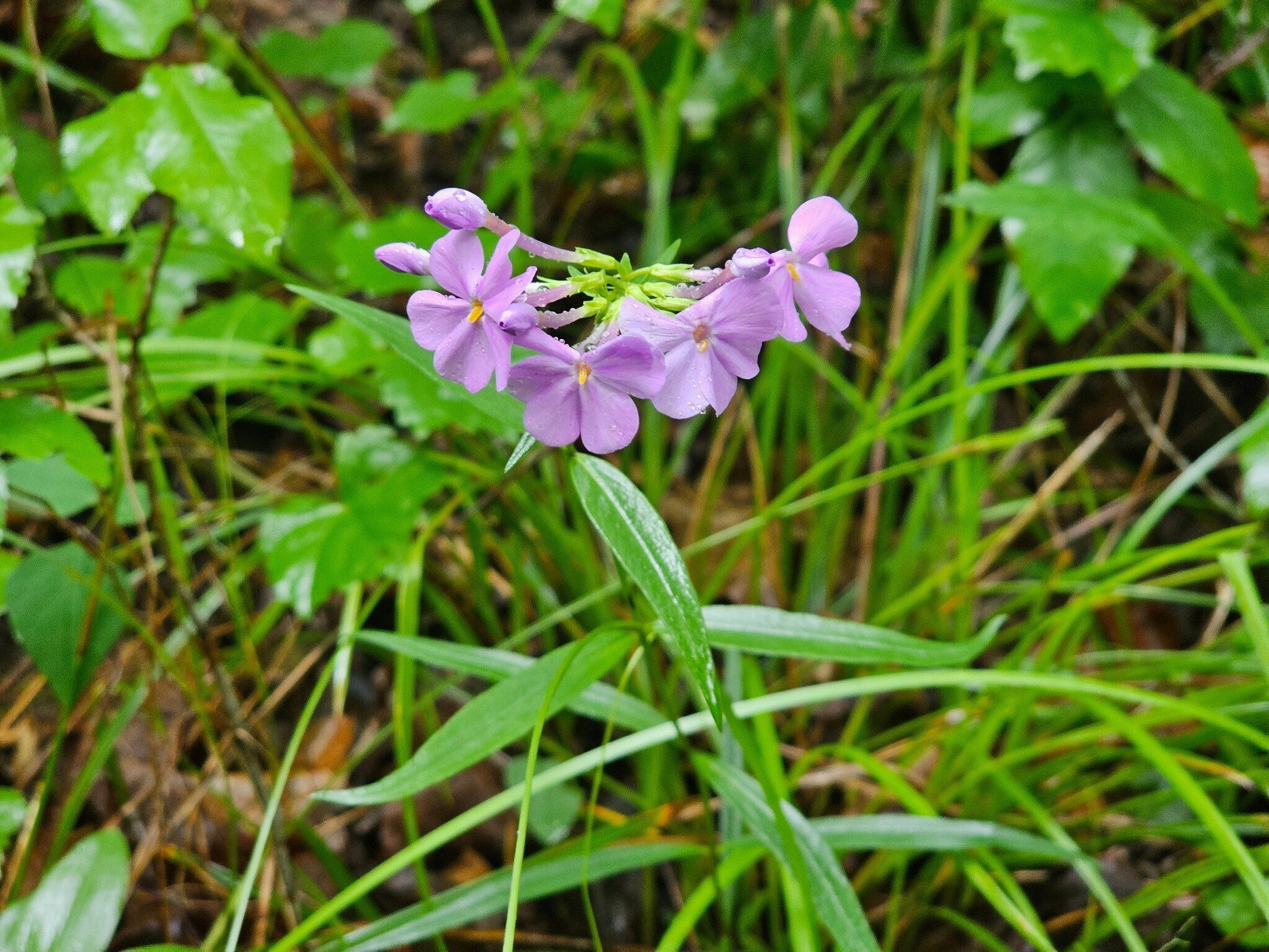 Not a lot of wildflowers today on this trail, but this instance of Phlox was a pleasant sight.