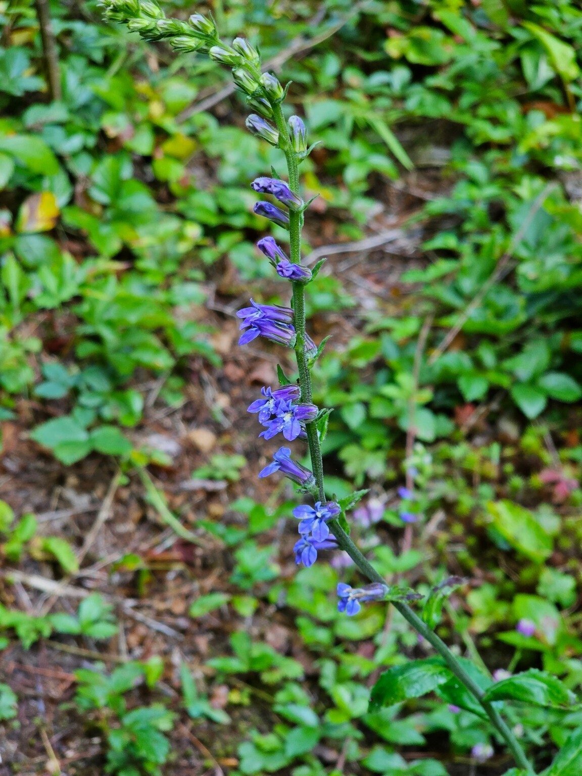 This Lobelia was a pleasant sight at the start of our hike.