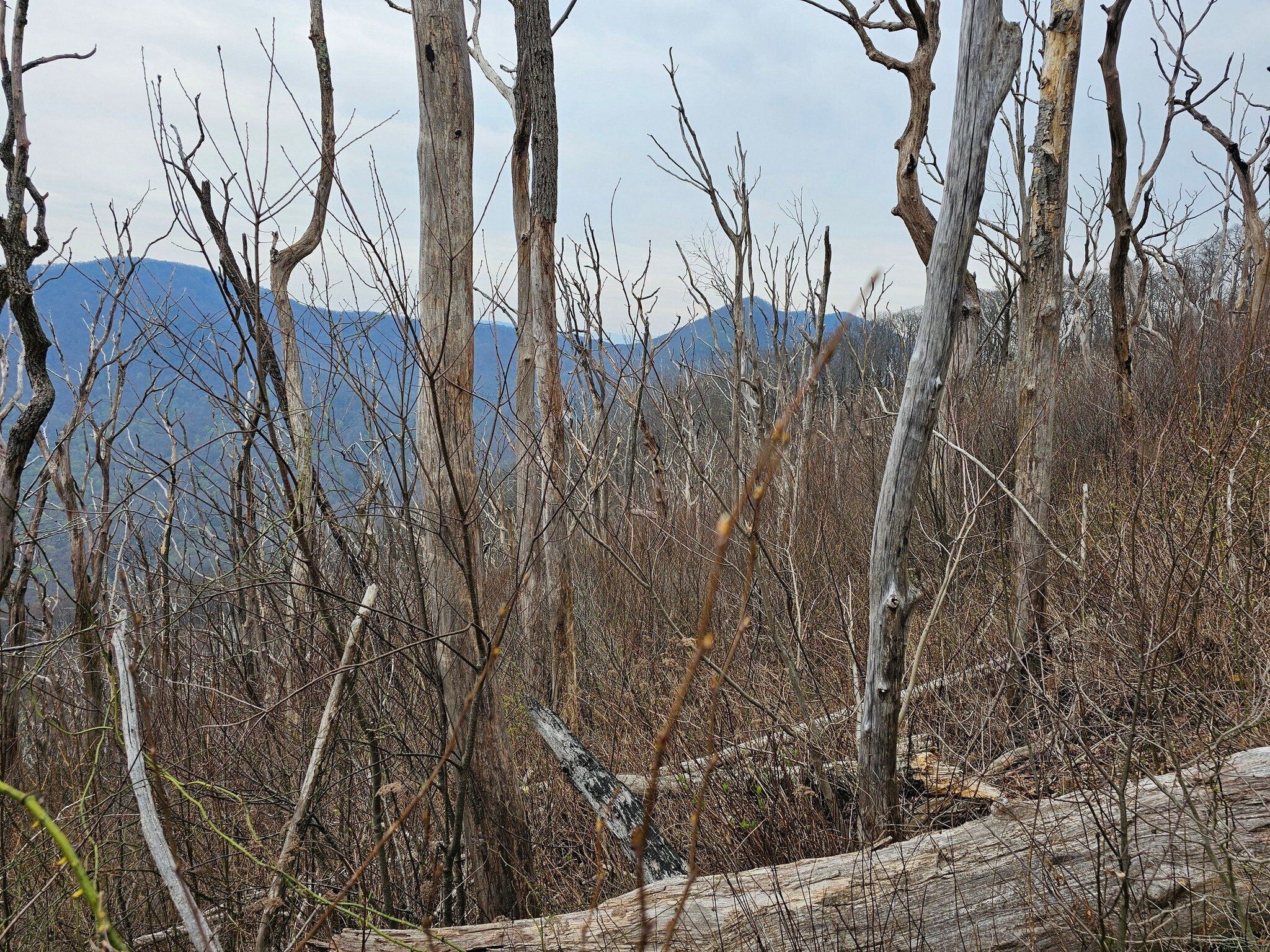The fire damage to the forest from the November 2016 fires is very evident along this trail.  Looking northwest toward Yellow Mountain in the background.