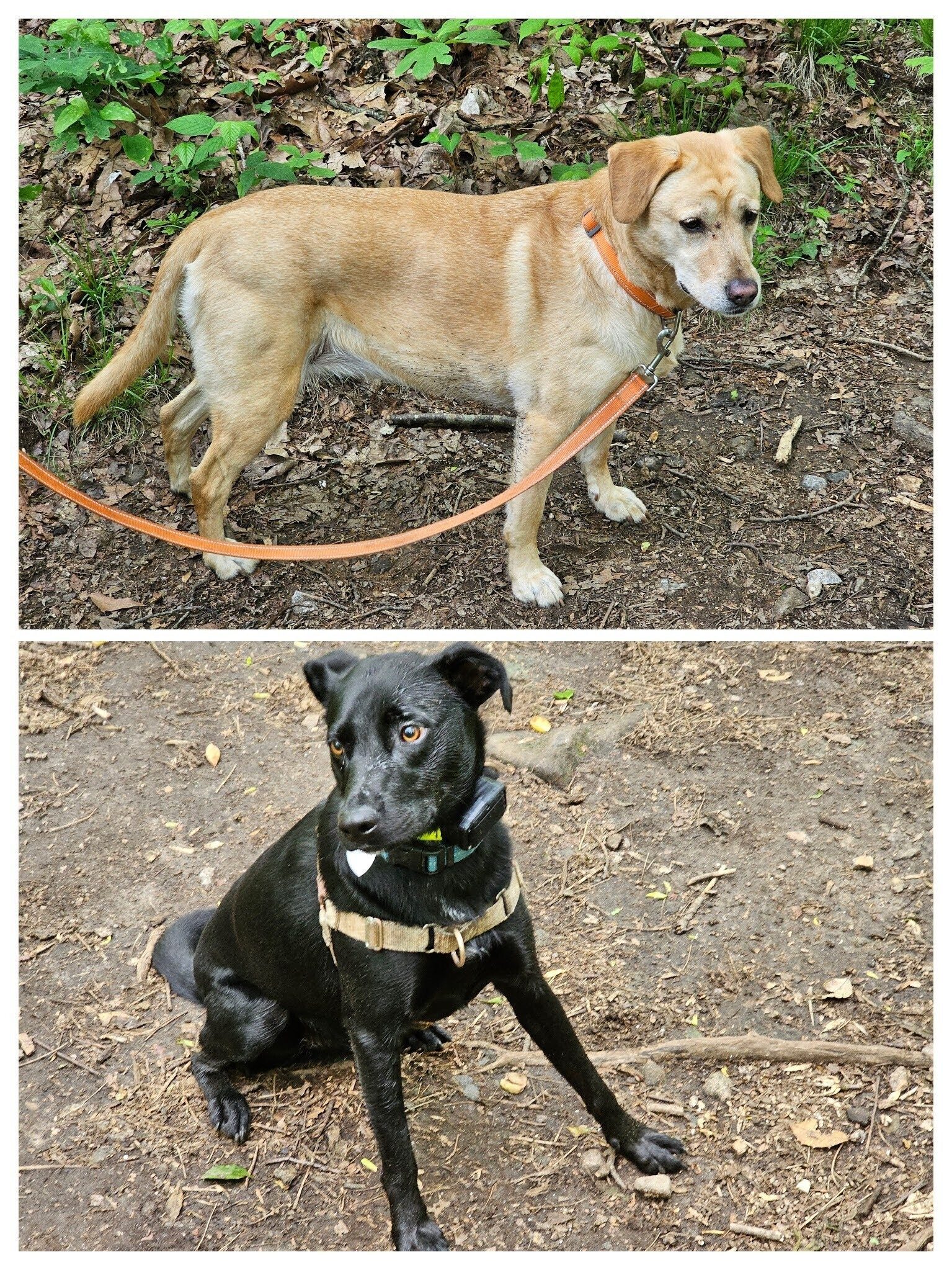 Squirt and Toby had a good day on the trail.