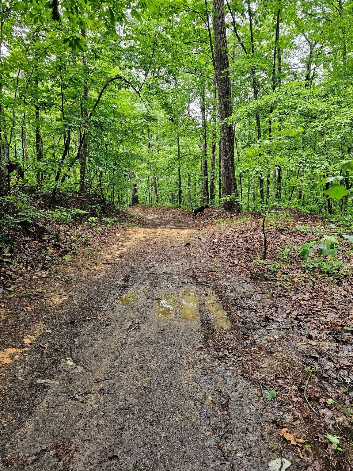 Headed down the Trestle Loop with trail conditions more like this.  Still not bad for an ATV trail.