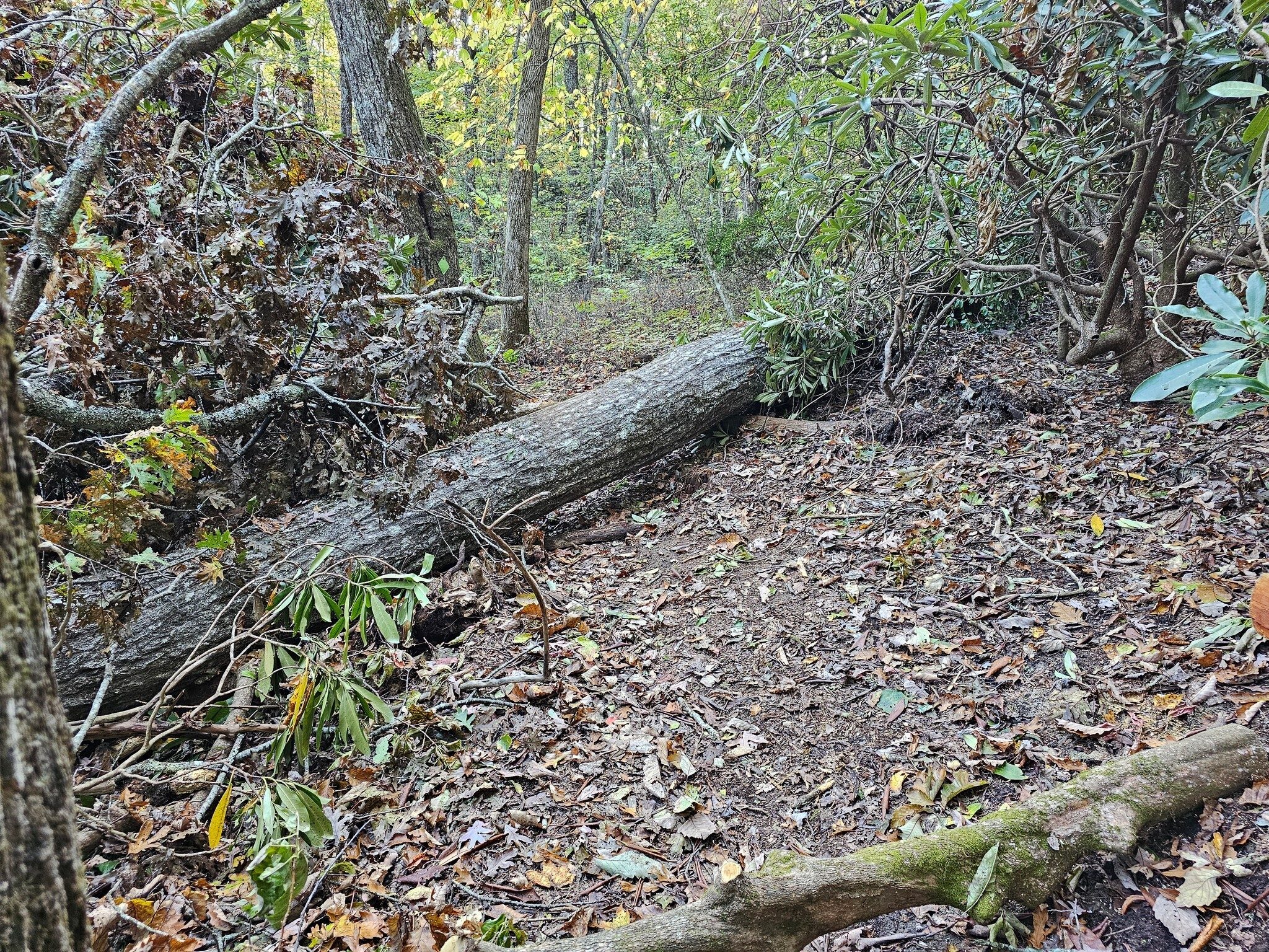 Oops!  Hope this is the only blowdown we find today.