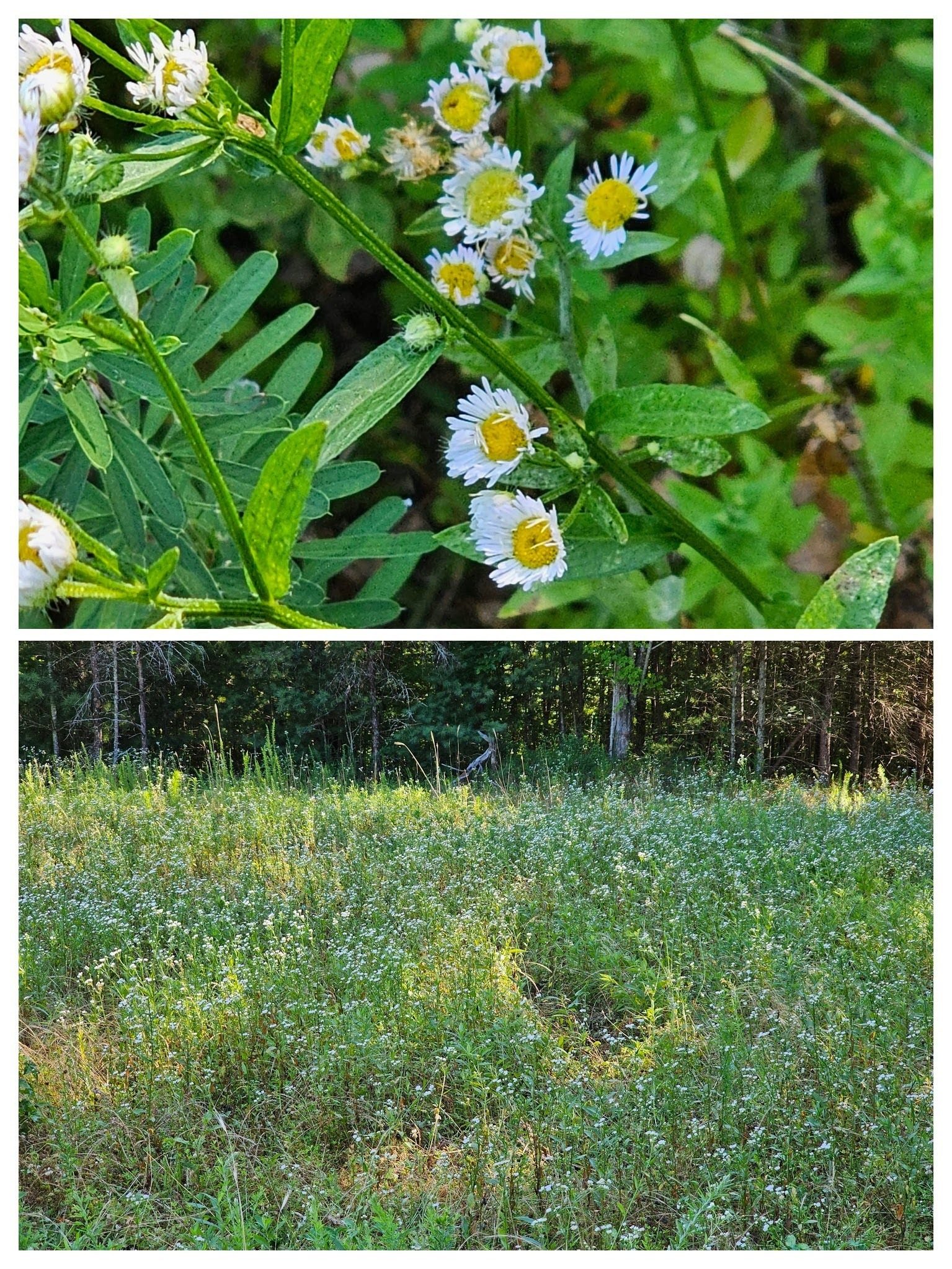 A small portion of a larger field with small Daisy Fleabane still in bloom.